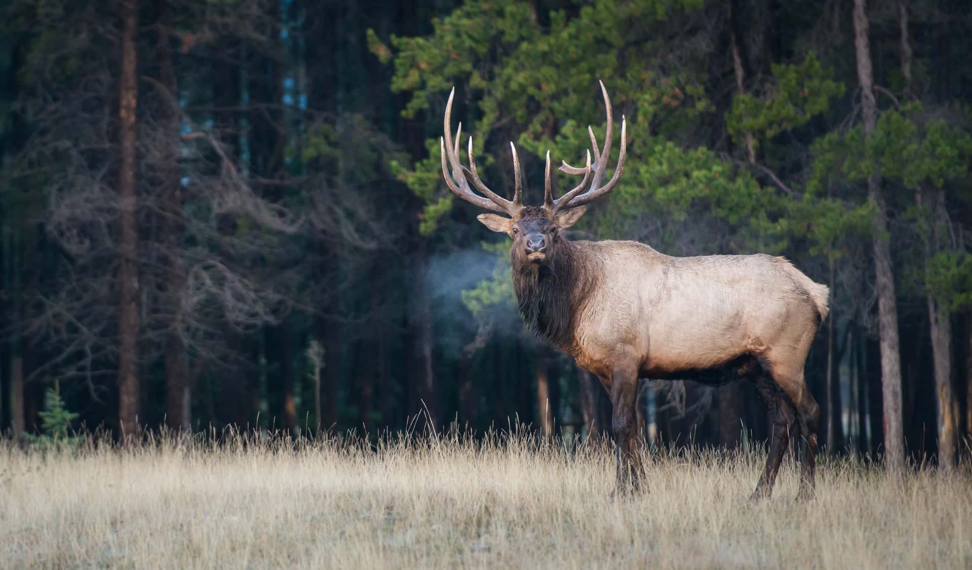 Bull elk with large antlers standing in dry grass with a dark forest background in Canada.