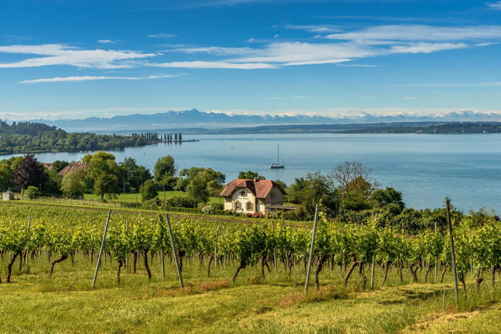 Vineyard overlooking Lake Constance with Alps in background and sailboat on water