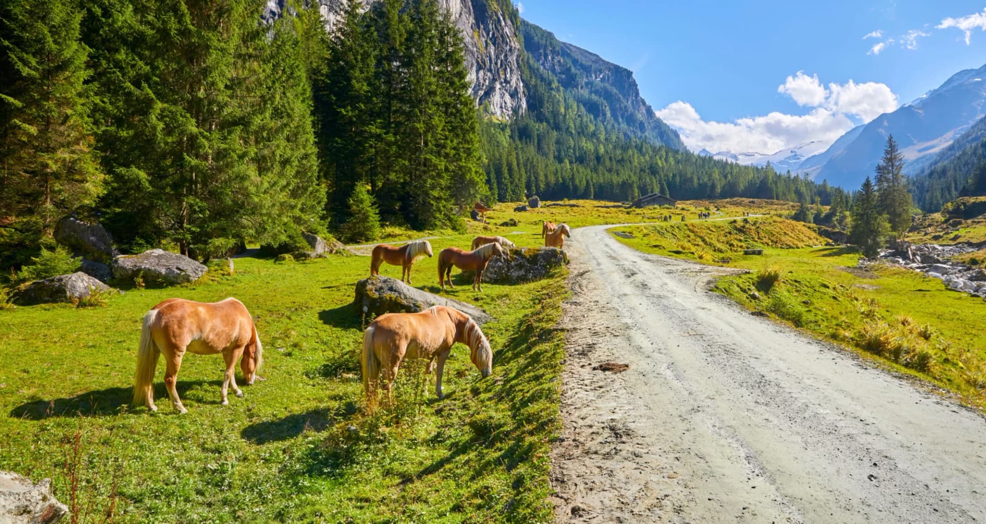Horses grazing in Habachtal valley with dirt road, pine forest, and alpine mountains.