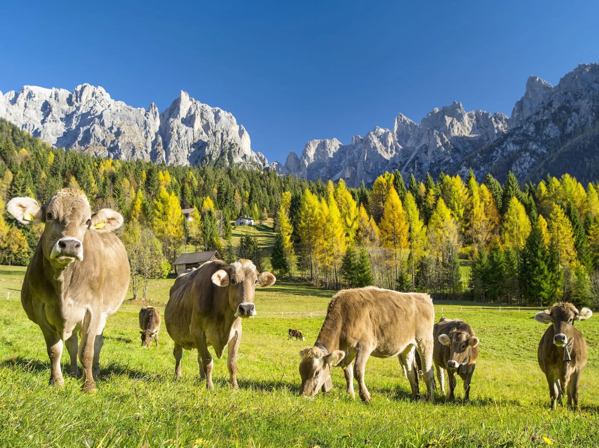 Cattle grazing in a sunny green meadow with rocky mountains and autumn trees in the background.