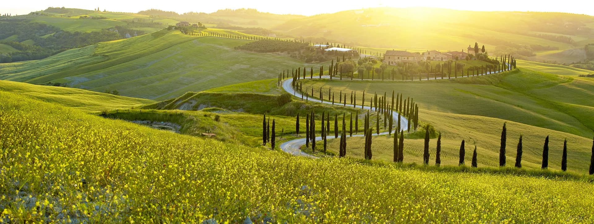 Winding road lined with cypress trees through rolling green hills in Tuscany at sunset.