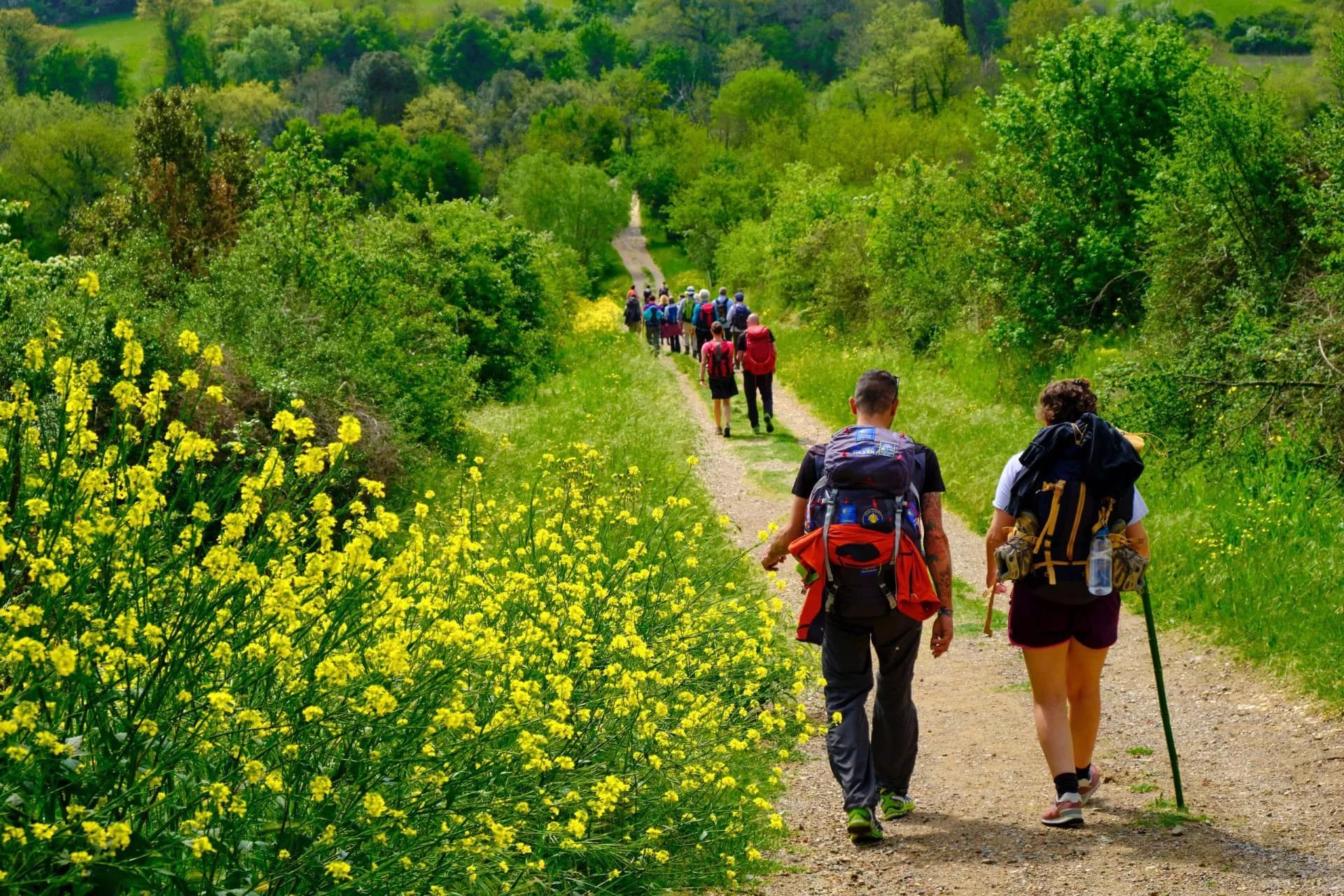 Hikers walking on dirt path lined with bright yellow wildflowers and green trees, Via Francigena.