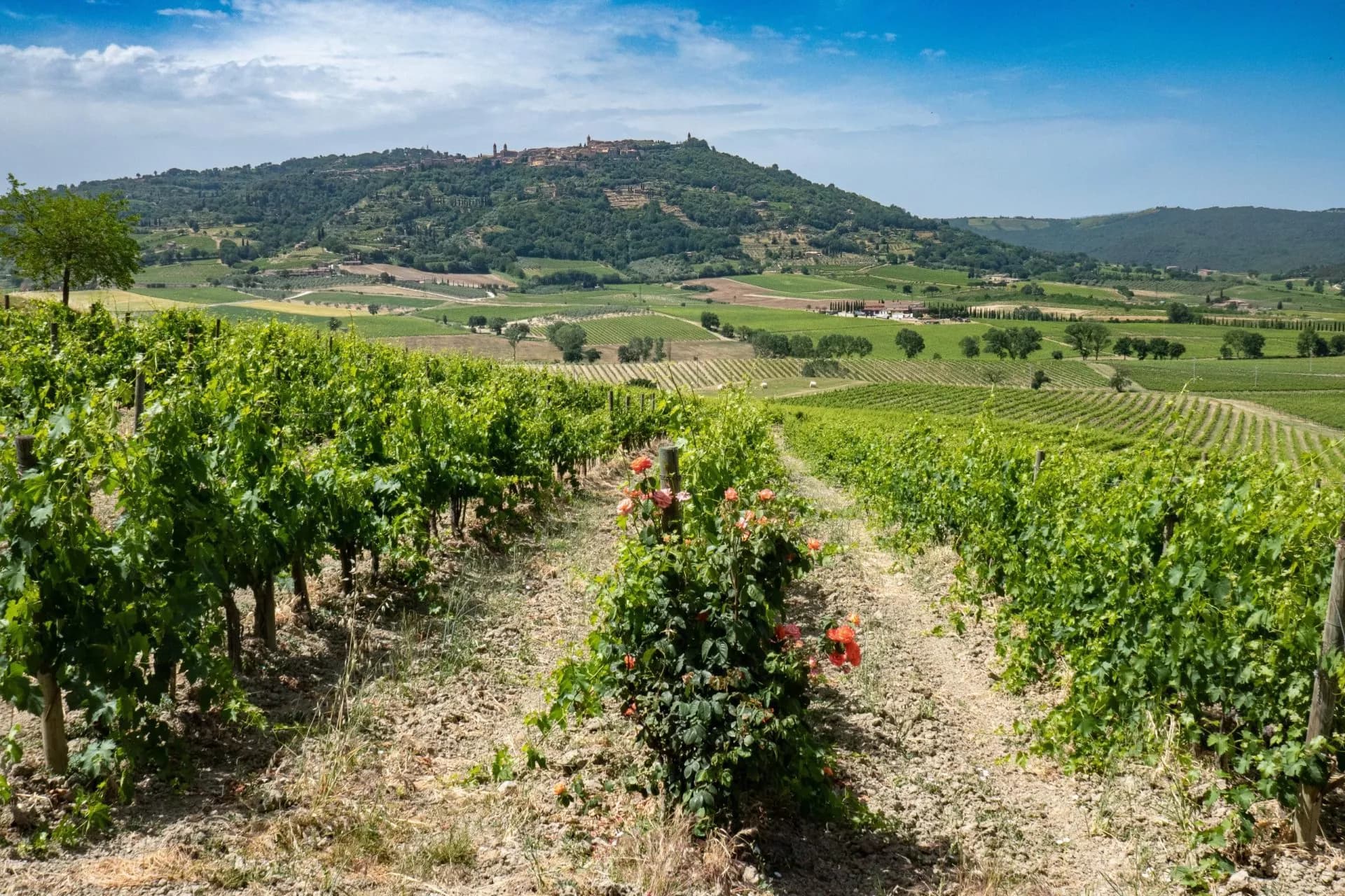 Vineyard rows with green vines and roses, overlooking rolling hills and a hilltop town.