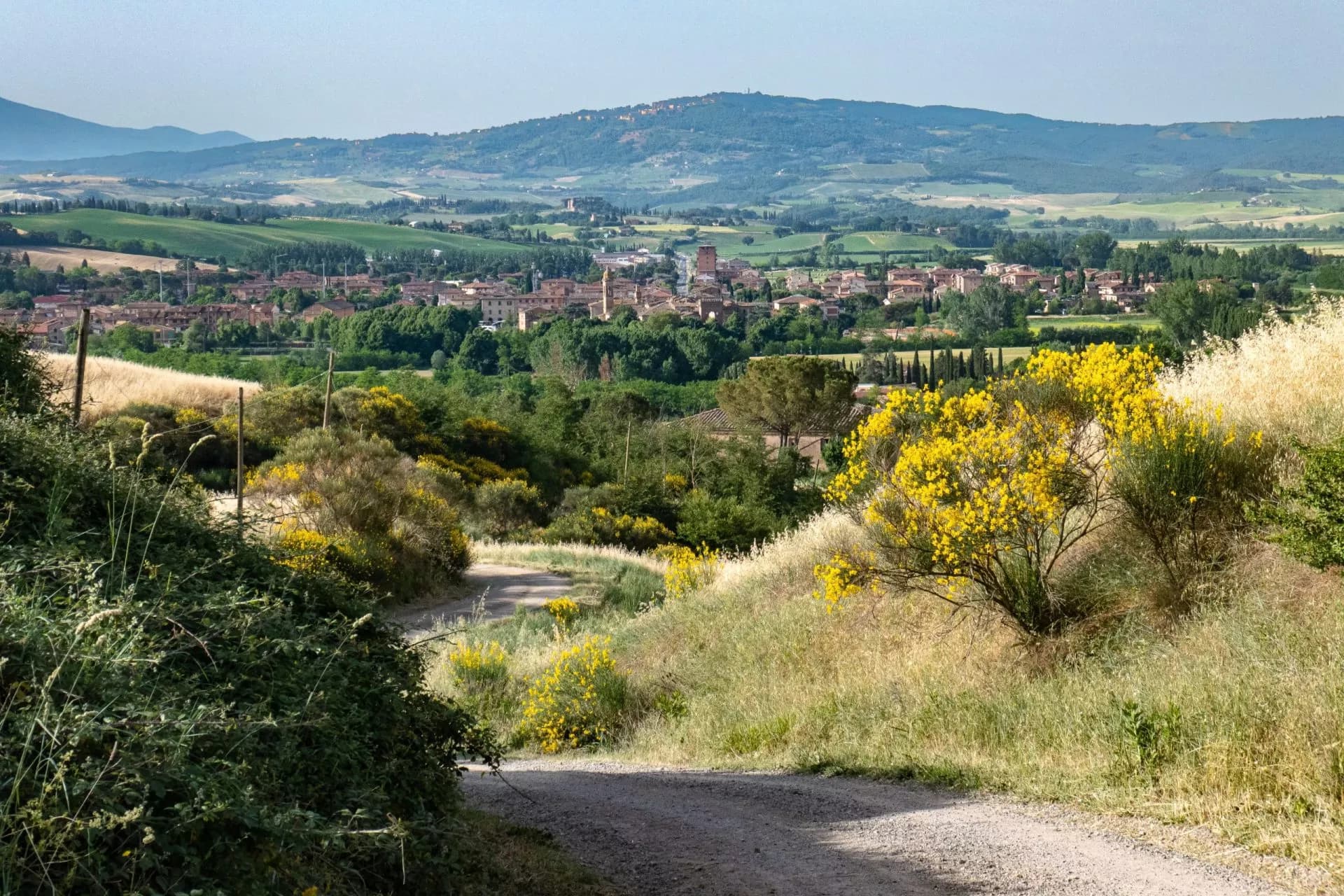 Dirt road leading toward a historic town in rolling green hills with yellow wildflowers.