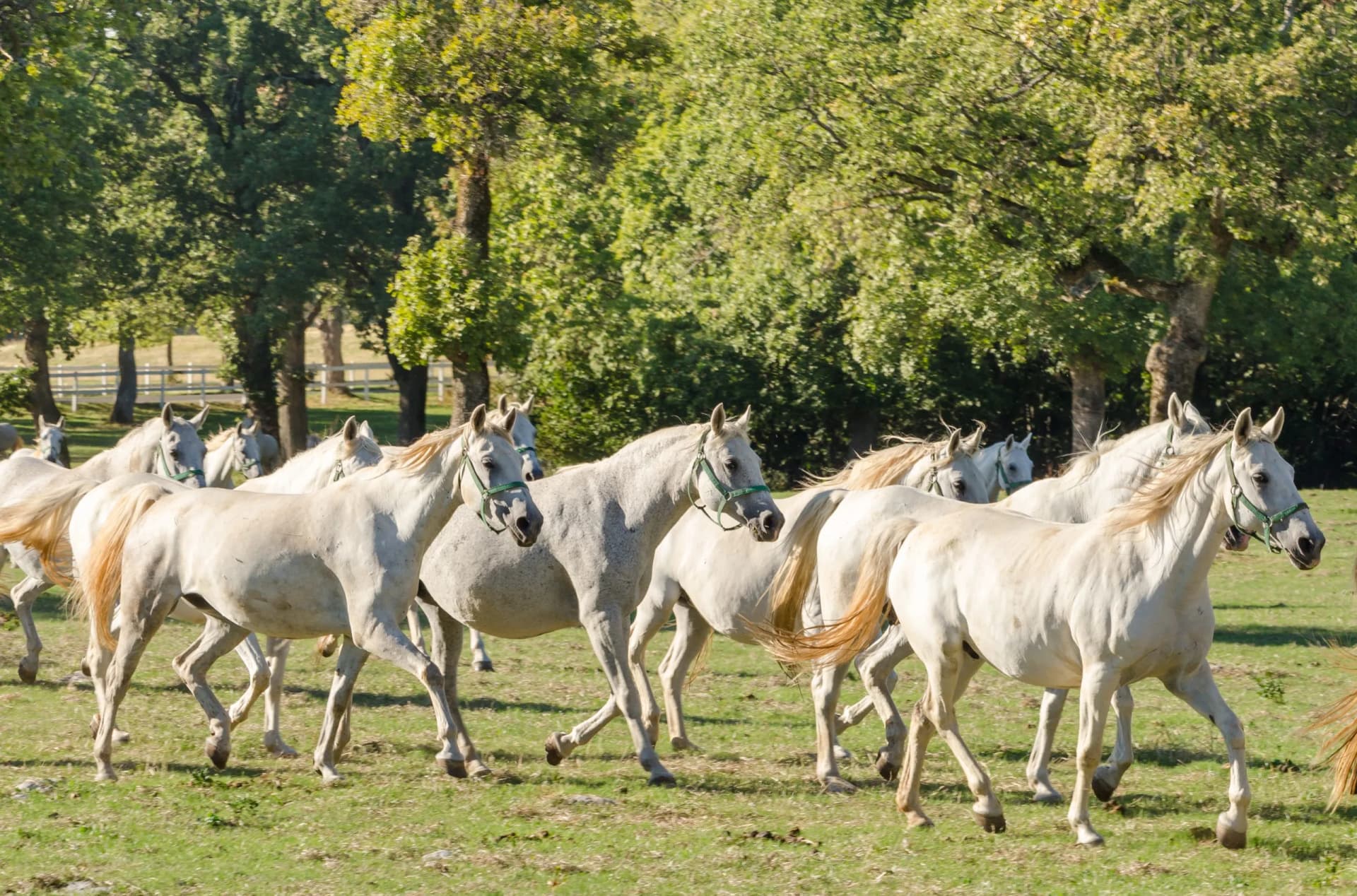 A herd of white Lipizzan horses with green halters running across a grassy field near trees.