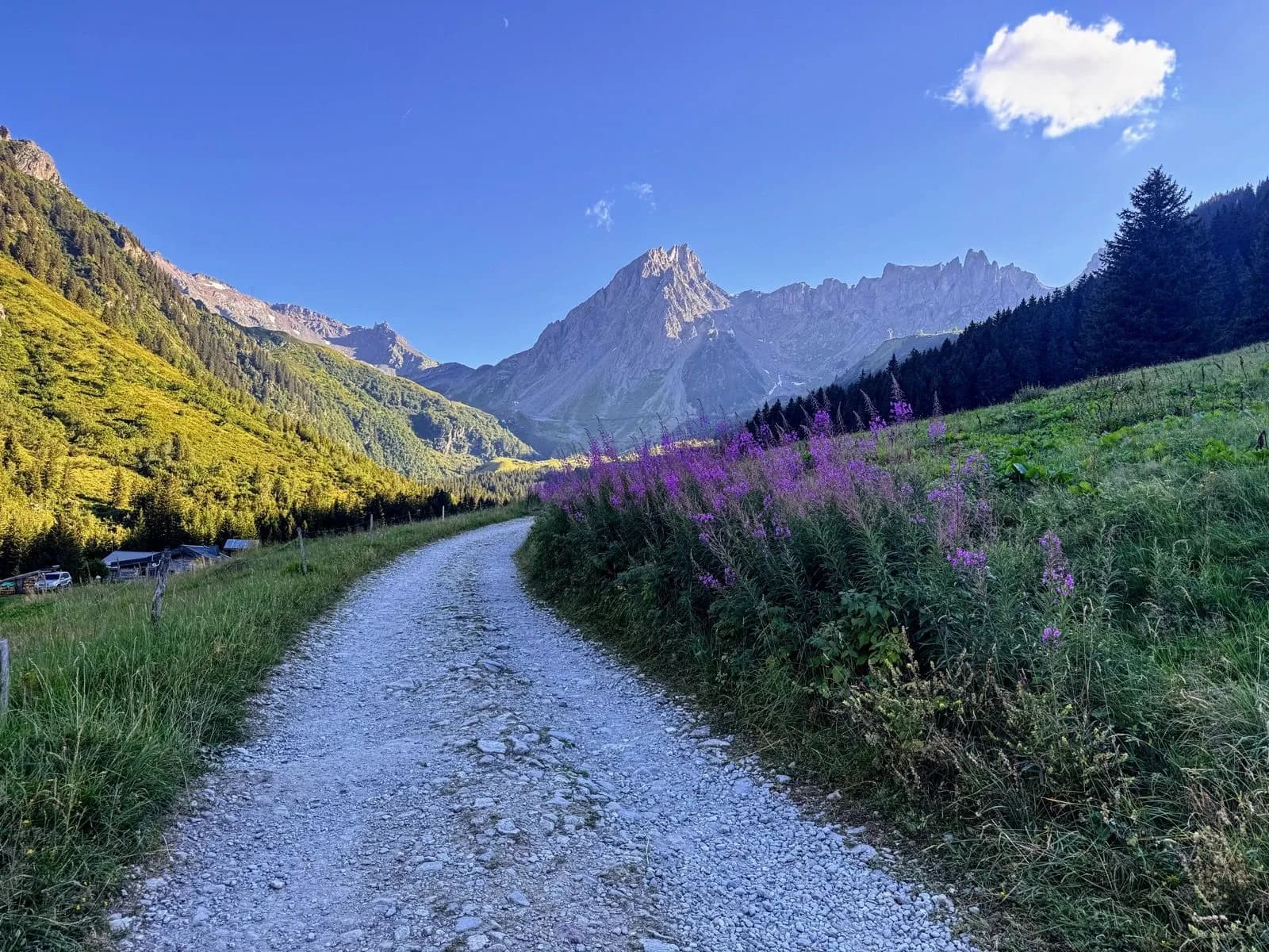 Gravel path winding through alpine meadow with purple wildflowers and high mountains.