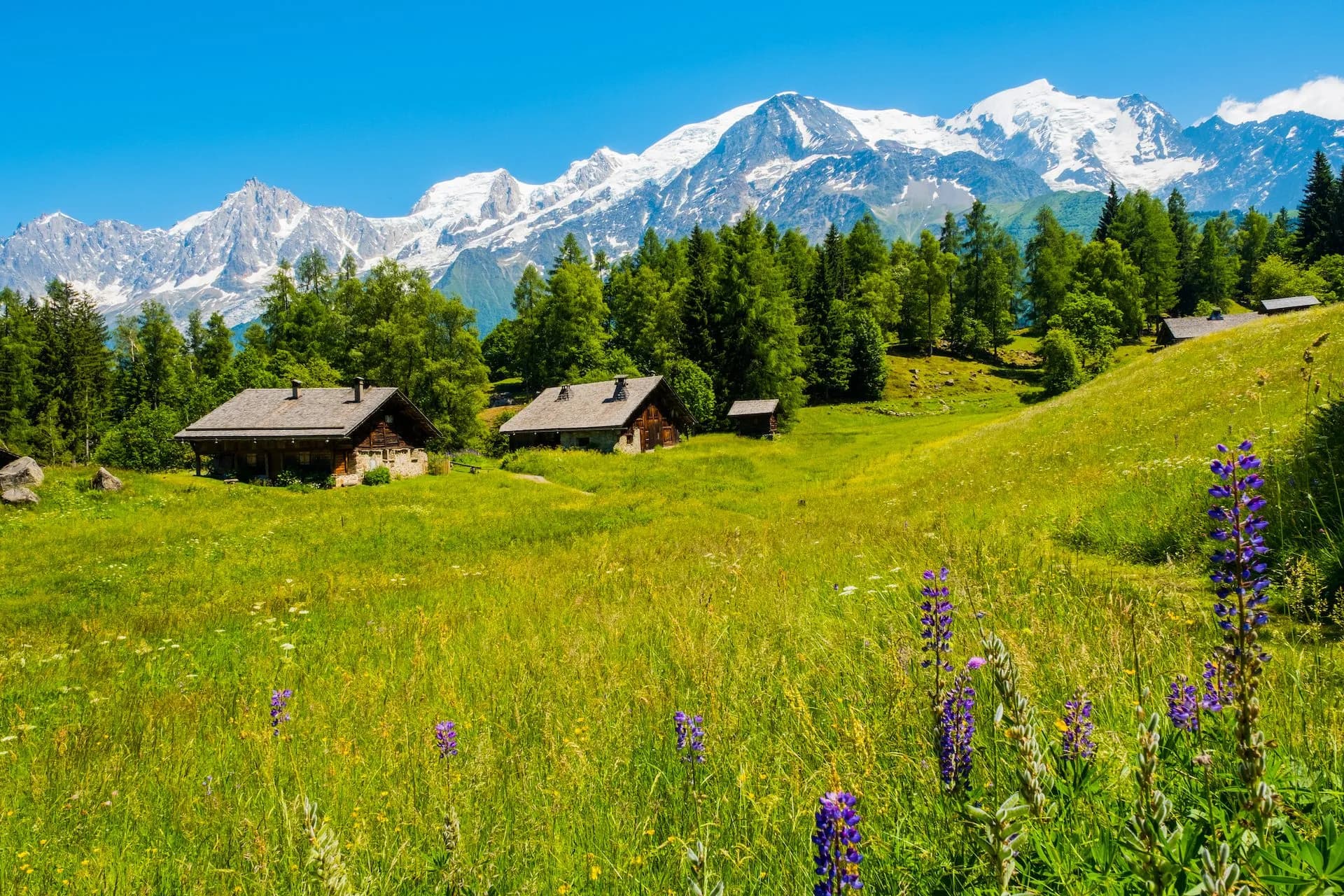 View of Mont Blanc from Charousse Les Houches with wooden chalets in a sunny summer meadow.