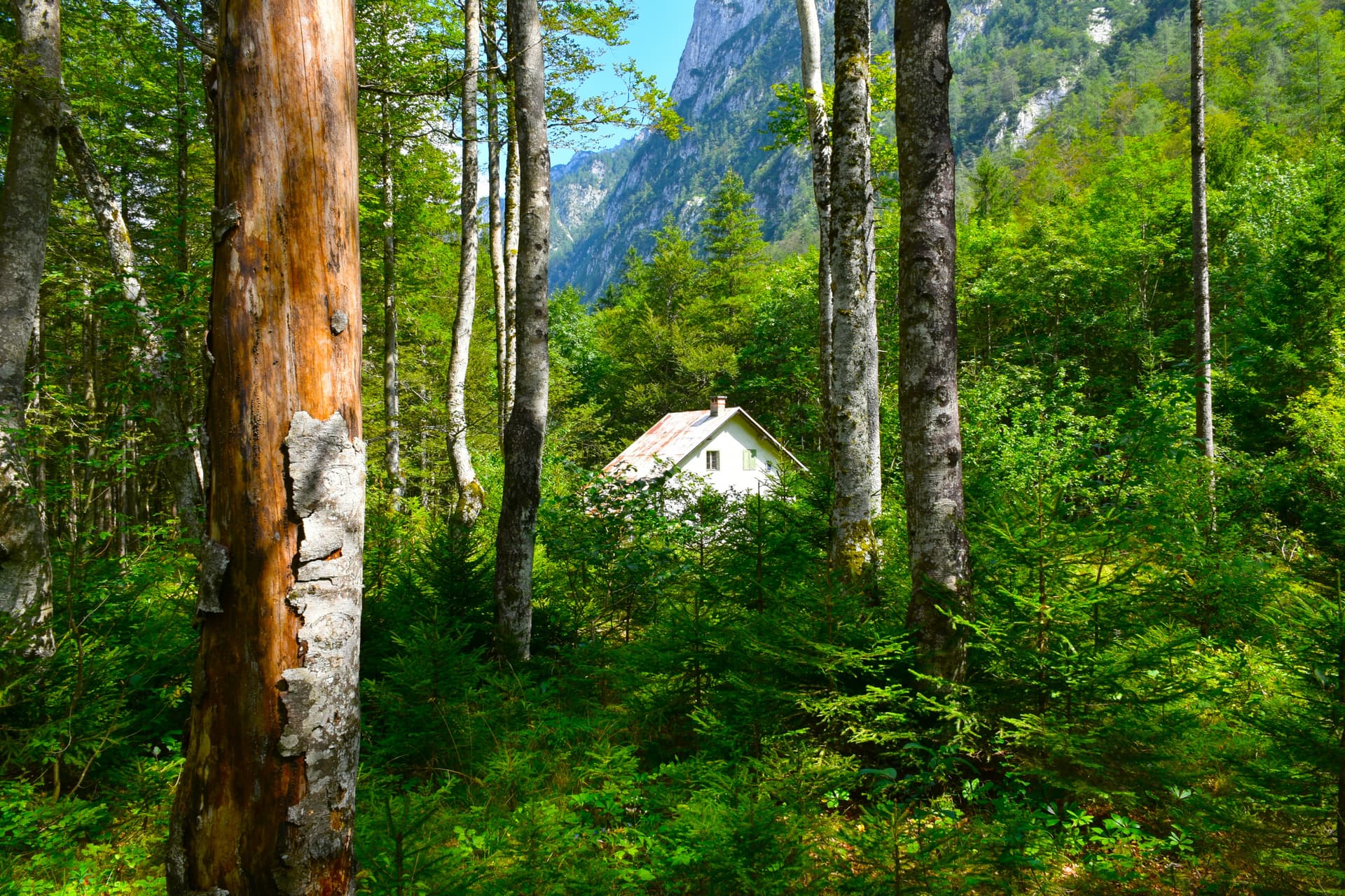 White cabin nestled in dense green forest with rocky mountains visible in Krma.