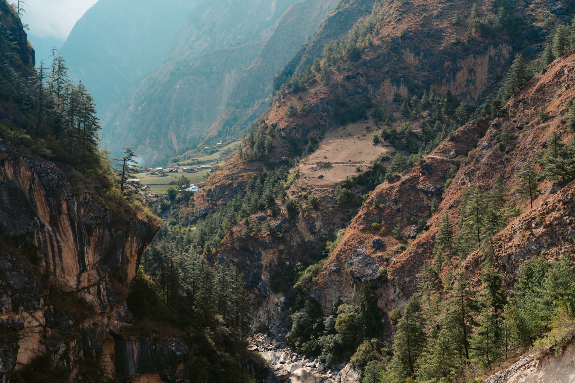 Steep valley with pine trees and terraced slopes between Deng and Samagaon on Manaslu.