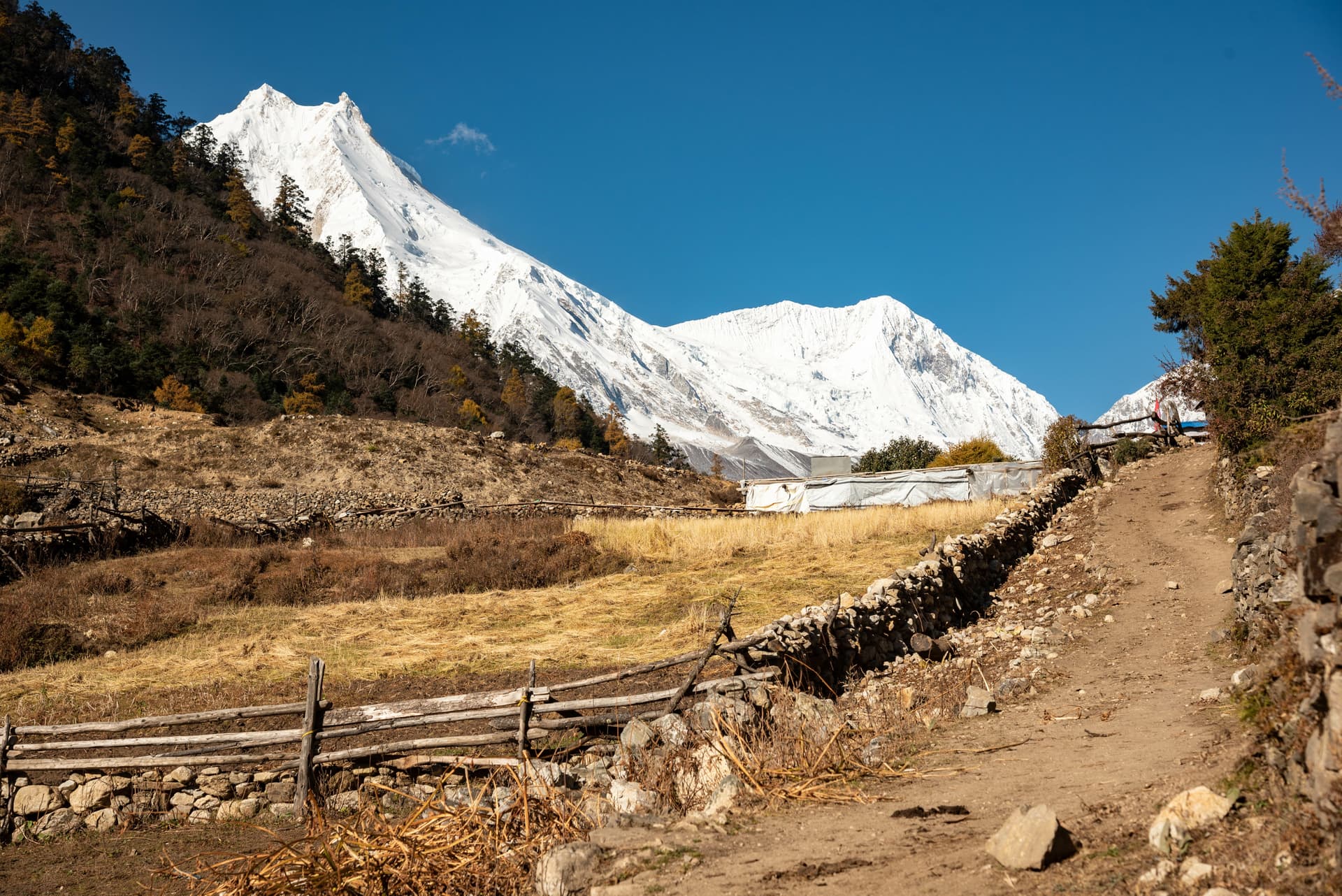 Dirt path in Lho valley with dry fields, stone walls, and massive snow-covered Manaslu mountain.