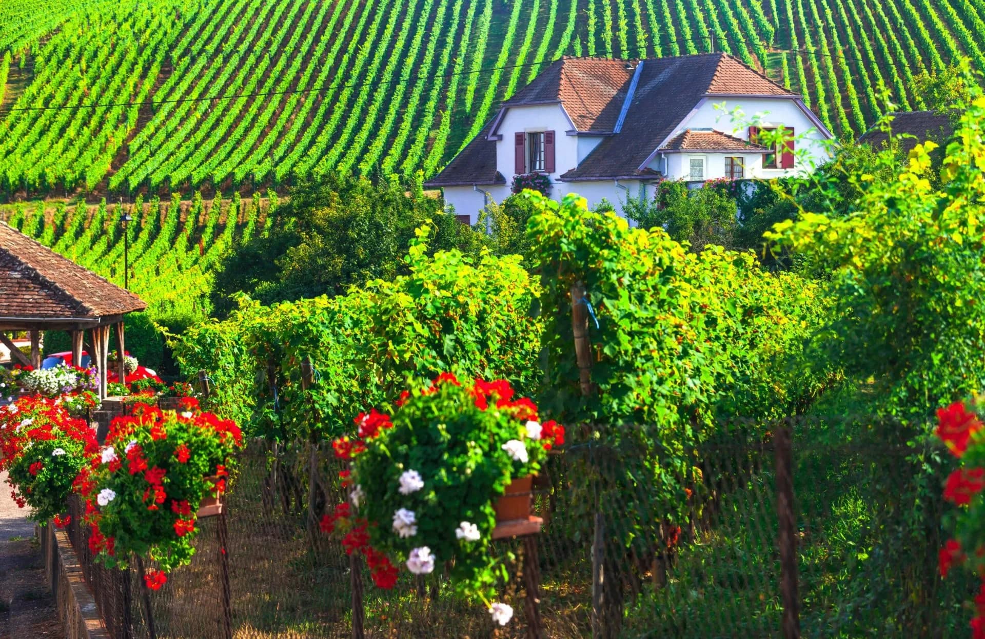 Vineyard terraces with a house, lush green vines, and red geraniums in Alsace region.
