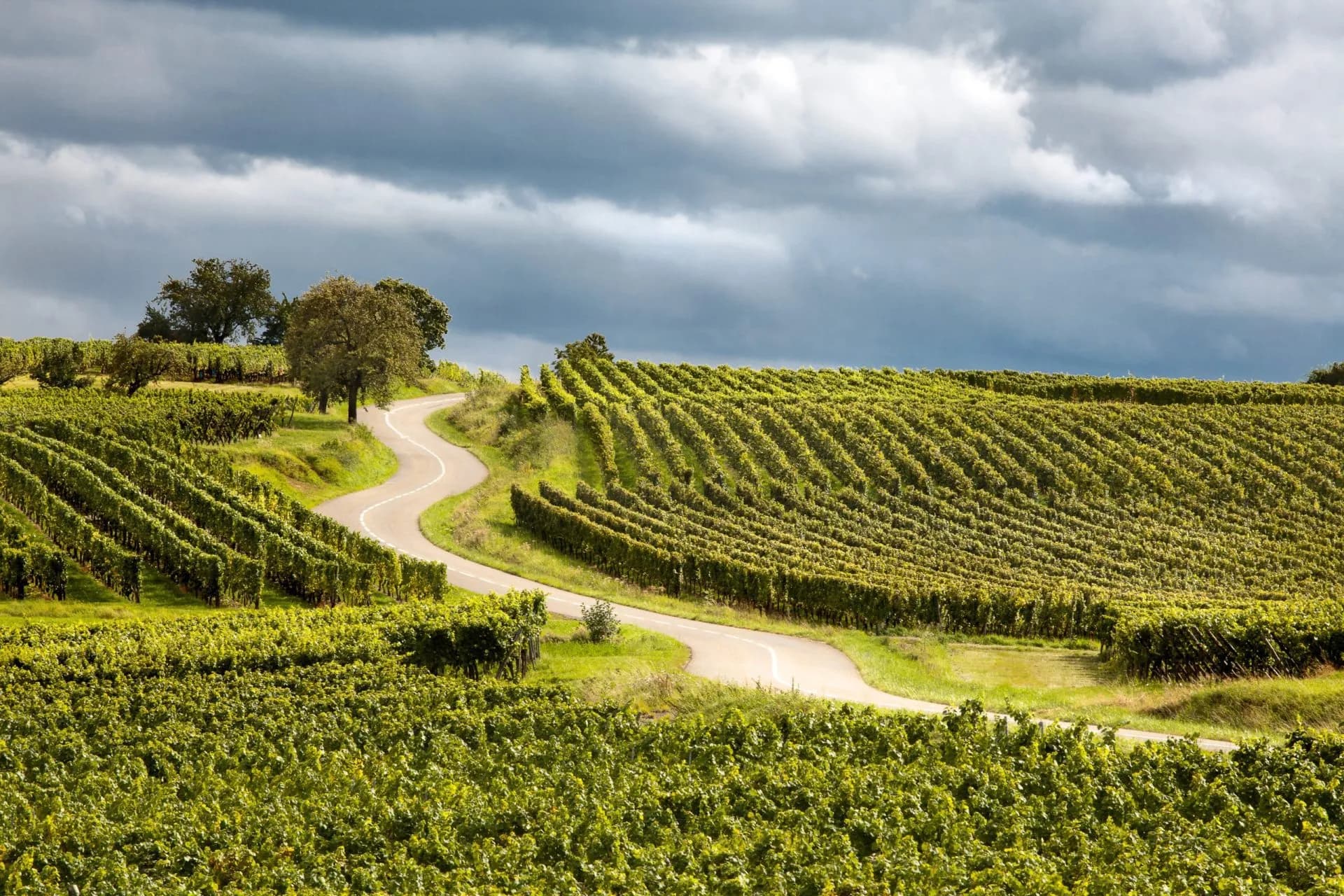 Winding road through lush green vineyards under dramatic, dark clouds, Alsace Wine Route.