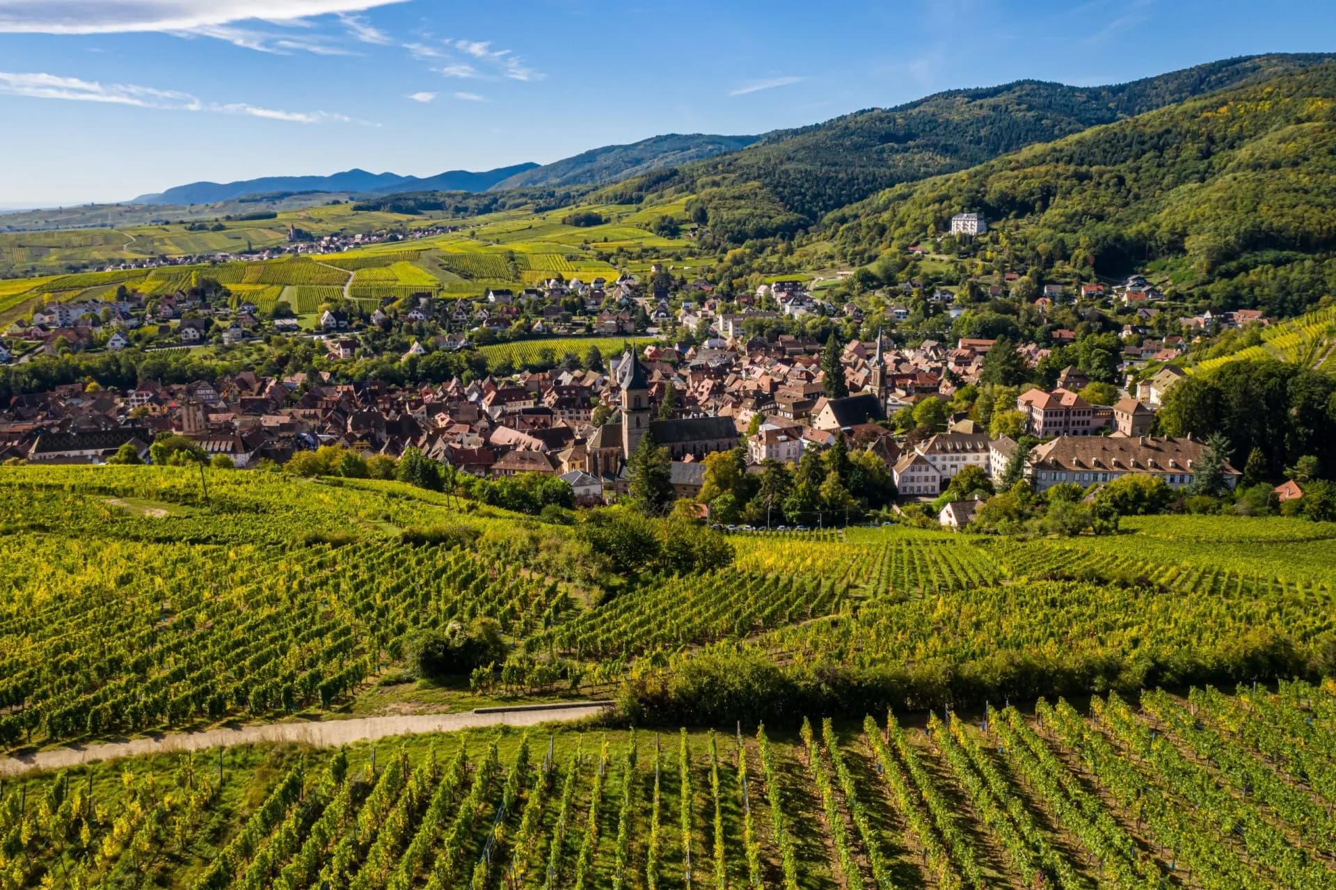 Vineyard landscape overlooking the town of Ribeauvillé nestled against forested hillsides.