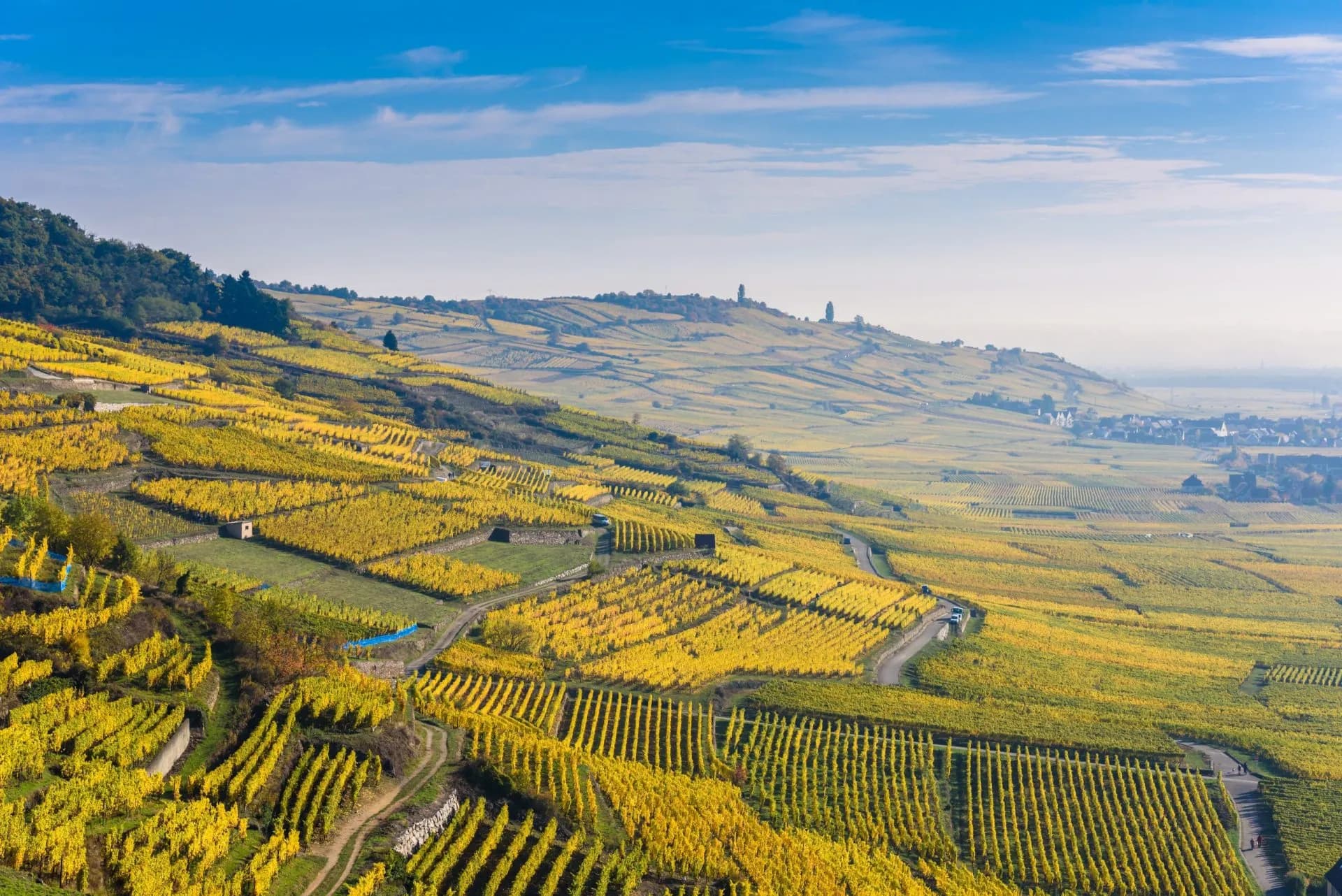 Vineyards stretching as far as the eye can see with bright yellow autumn foliage and a distant village.