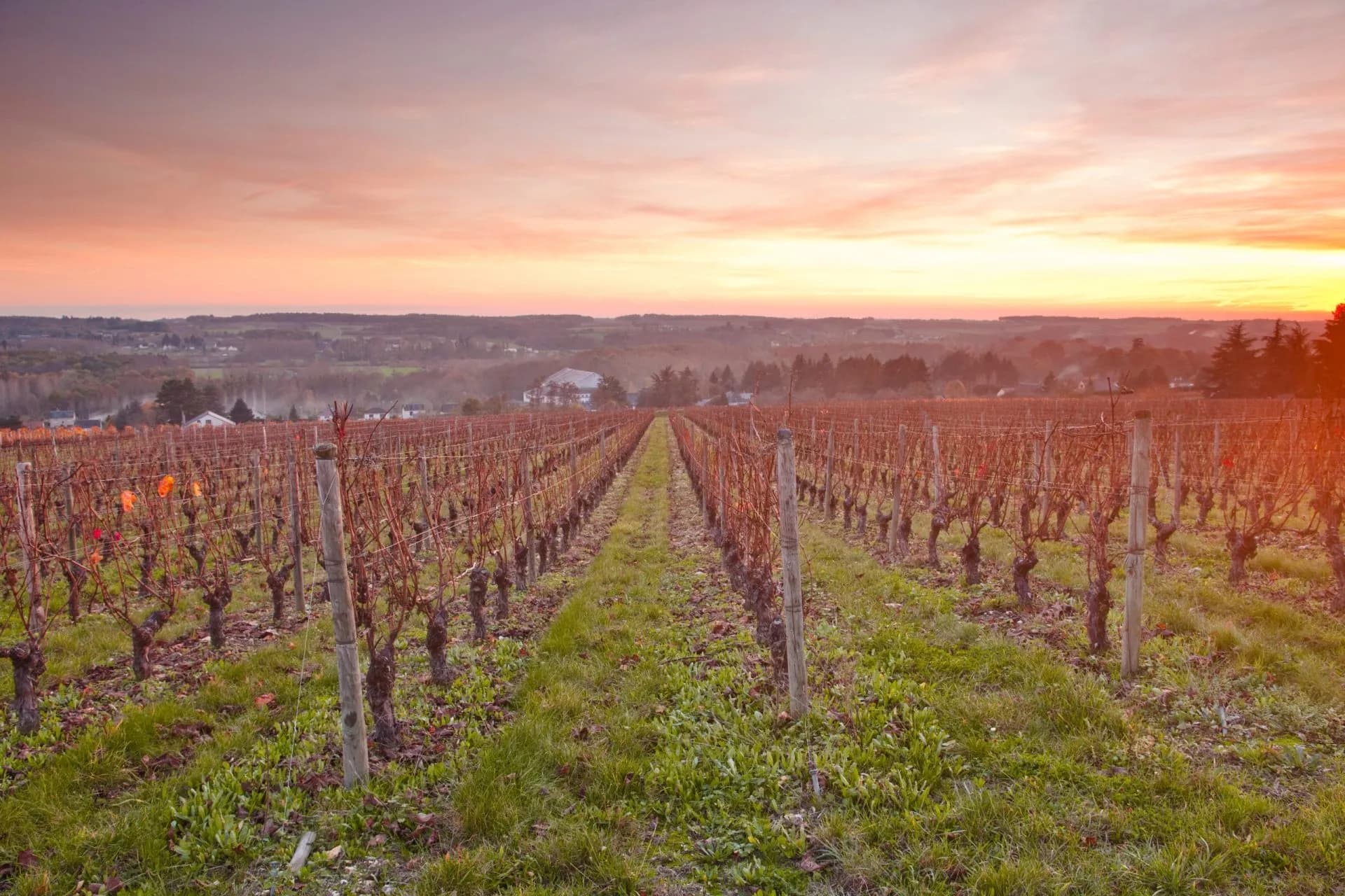 Vineyard rows with dormant vines at sunset overlooking a valley near Chenonceaux.