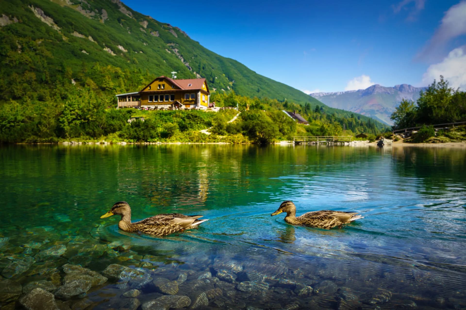 Two ducks swim in clear green water near a lodge nestled against a steep green mountain in the Tatras.