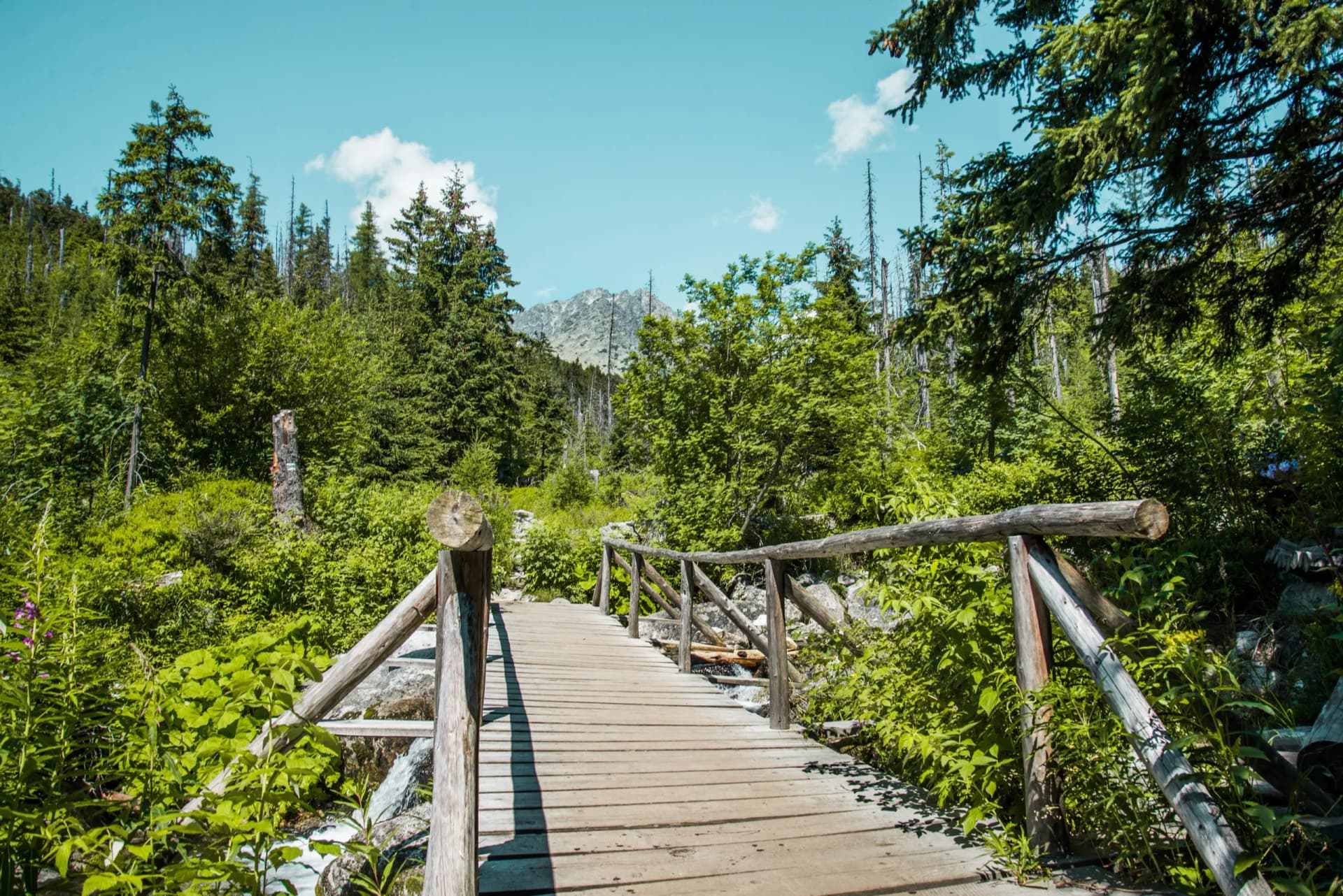 National Park High Tatras, Slovakia, Europe. Hiking path to mountain lake Batizovske pleso and Sliezsky dom (Selesian house). Summer scenery with blue sky, shining sun and protected Tatra flowers.