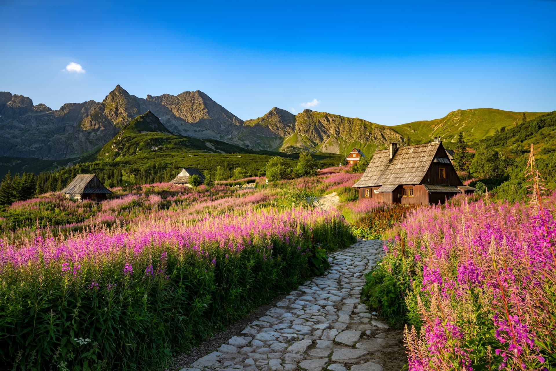 Stone path through field of purple flowers toward wooden huts in Polish Tatras mountains