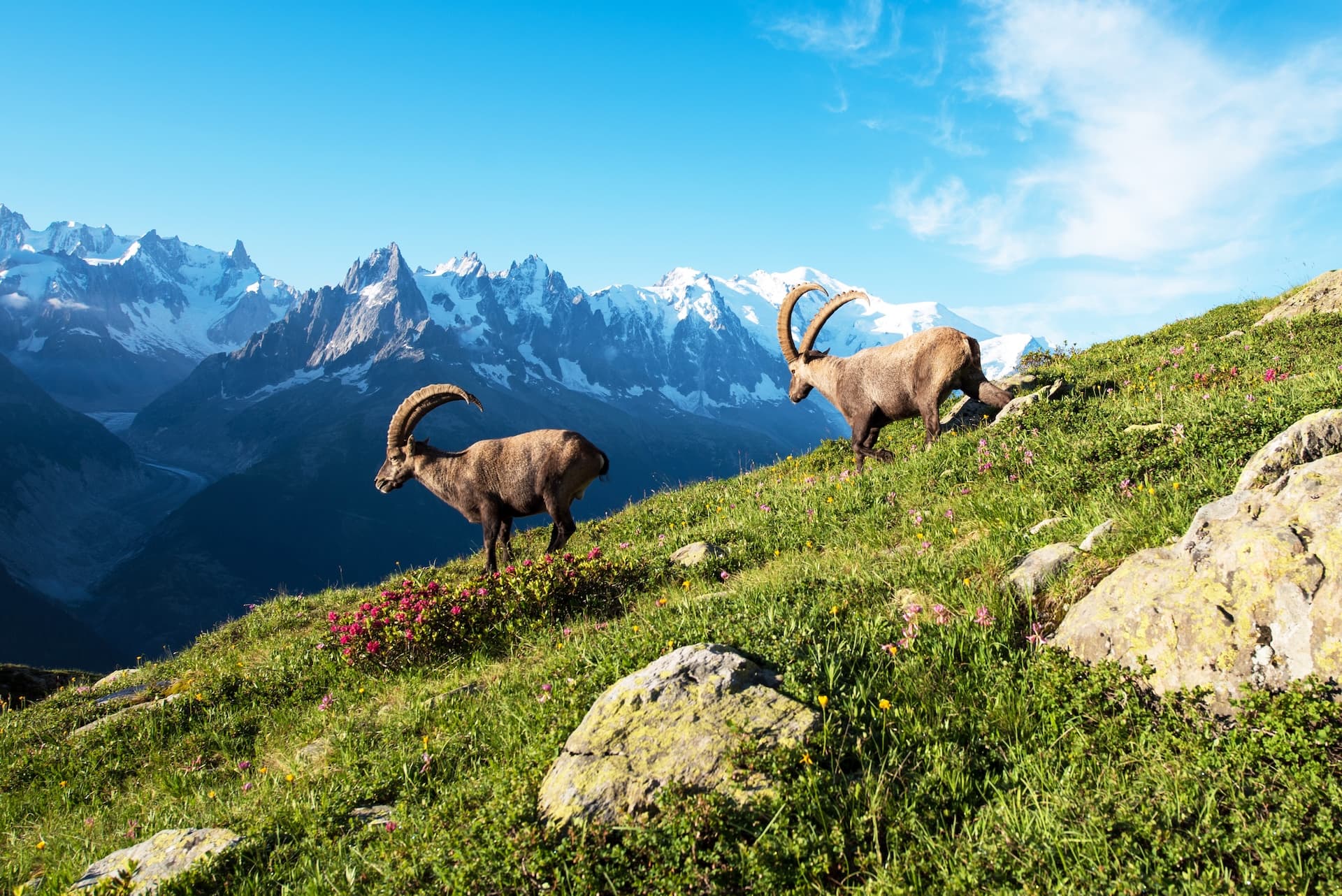 Two ibex on a grassy slope with snow-capped mountains and blue sky in the background.