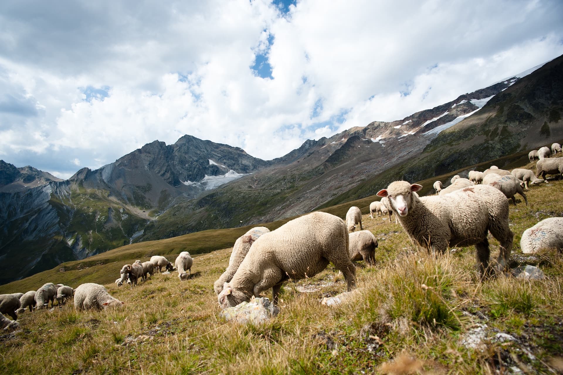 Sheep grazing on grassy alpine slope with rugged mountains and glacier under cloudy sky