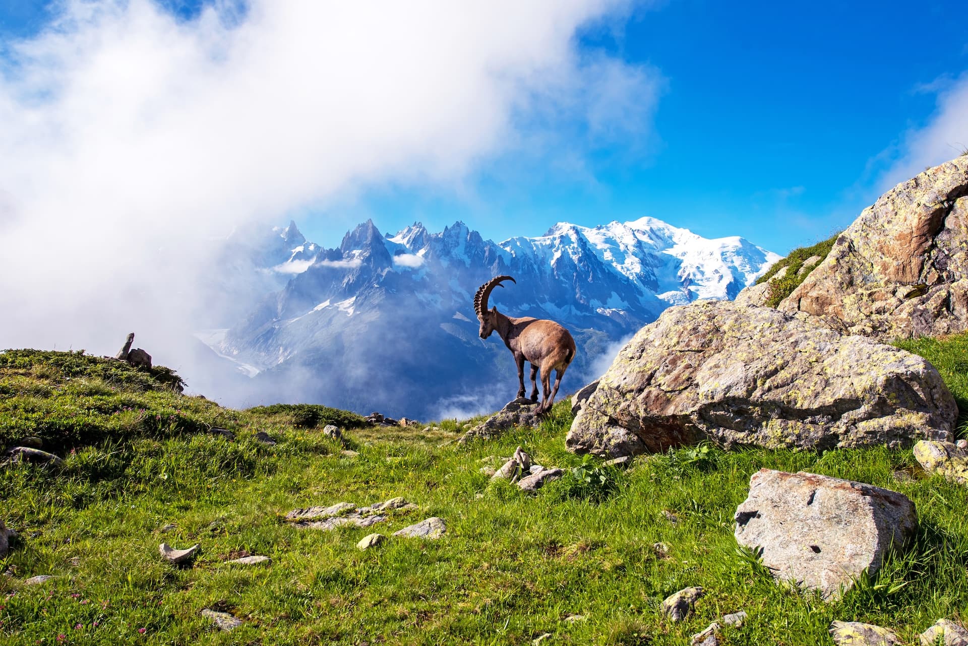 Ibex standing on grassy slope with snowy Mont Blanc massif visible through clouds
