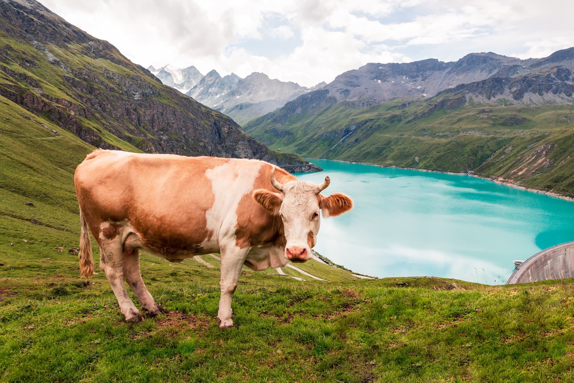 Cow on grassy slope overlooking turquoise Lac de Moiry reservoir and Swiss Alps.