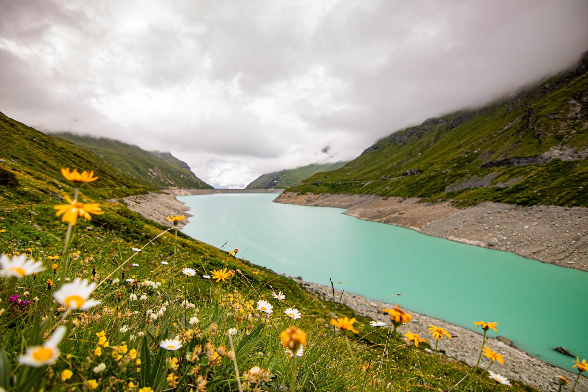 Wildflowers in spring bloom overlooking turquoise Lac de Moiry reservoir and green mountains.