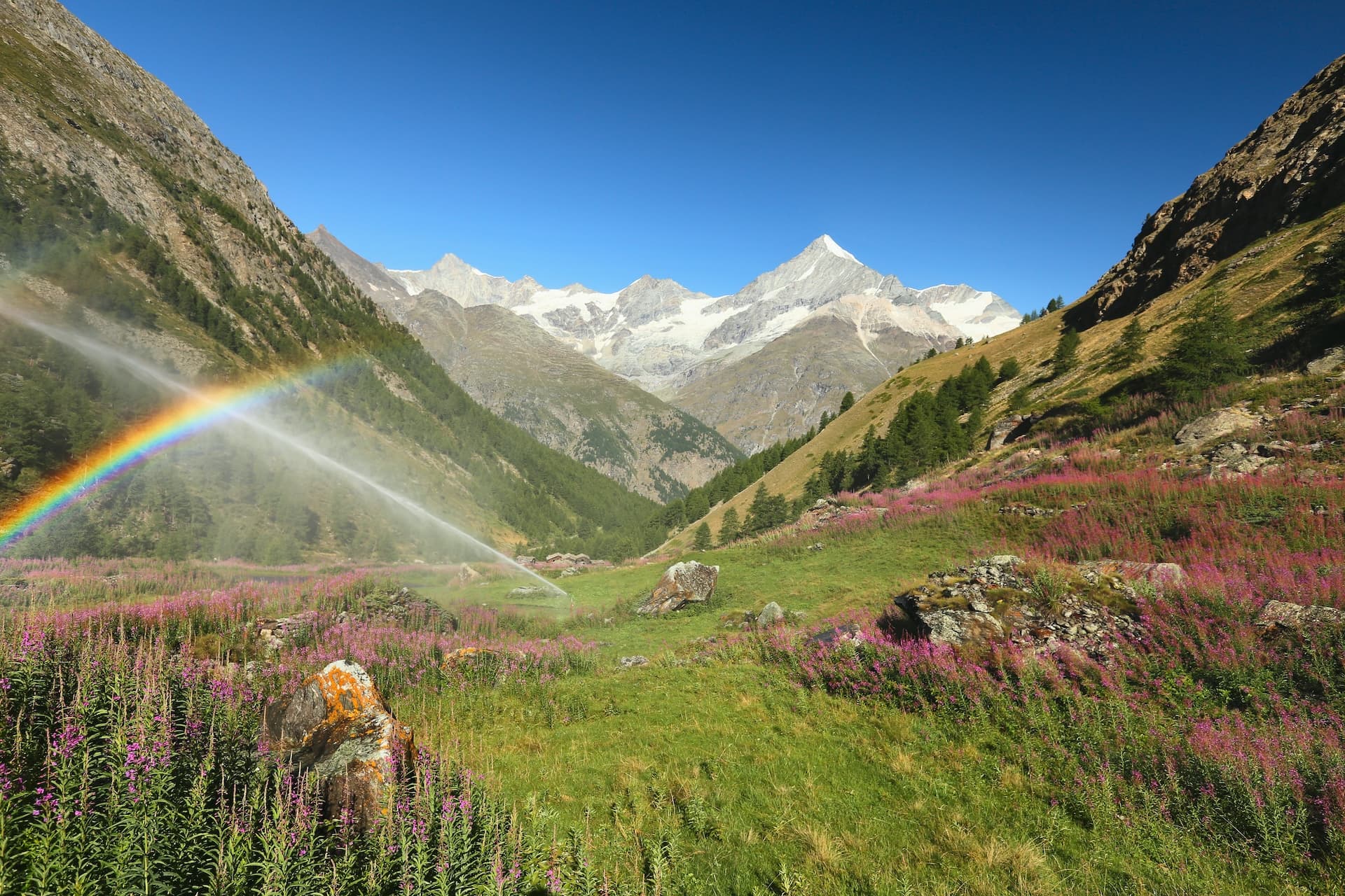 Alpine valley with snow-capped mountains, green meadow, pink flowers, and a rainbow from irrigation spray.