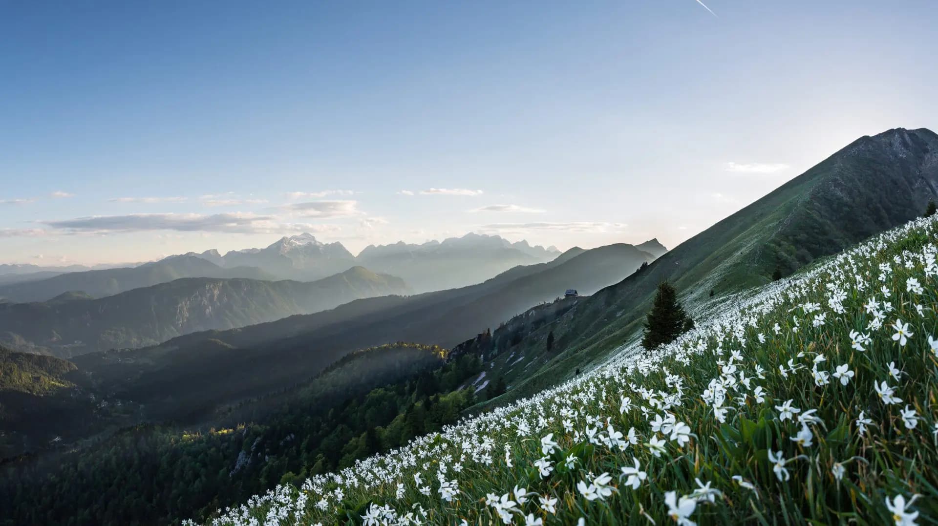 Blooming white daffodils on a steep green mountainside at Mount Golica, Karawanks.
