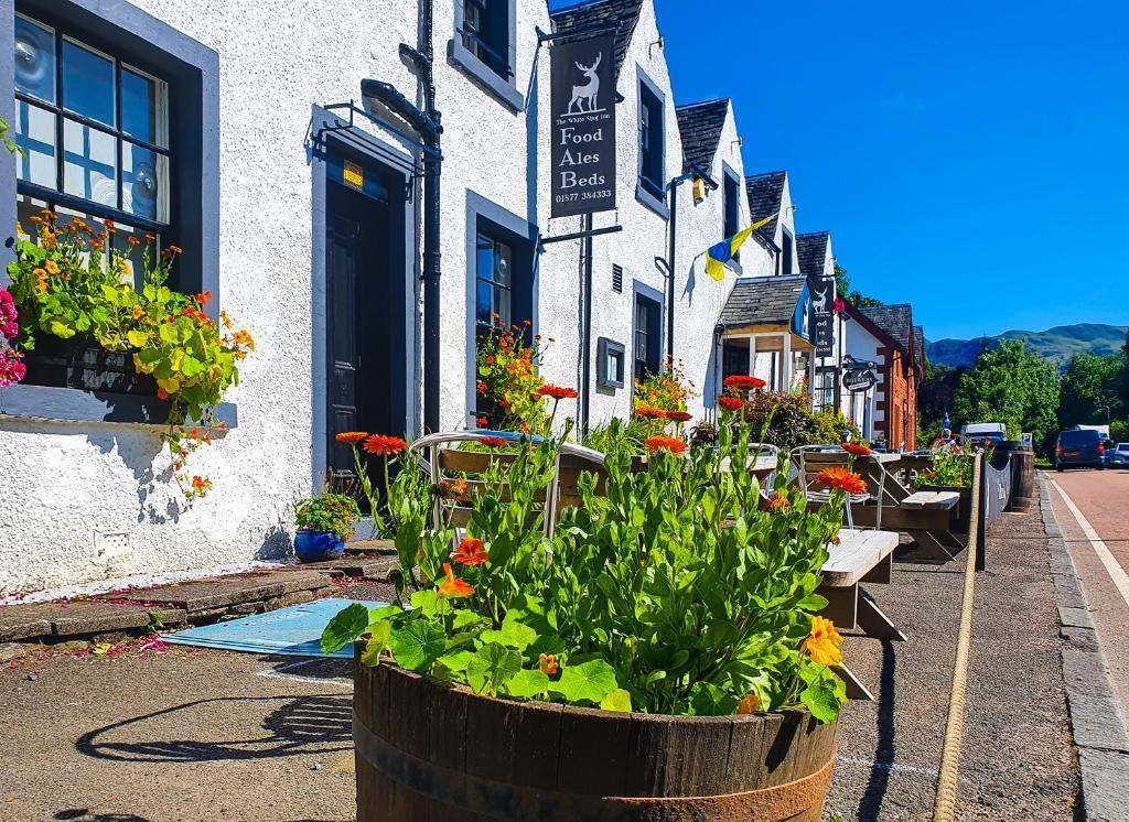  The White Stag Inn image 1
