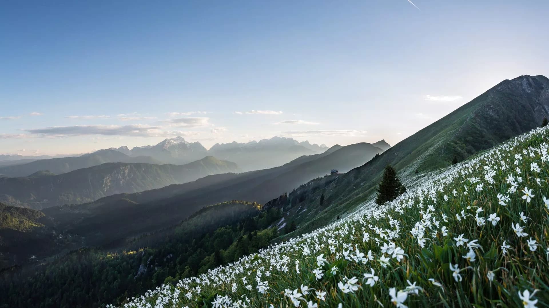 Field of white daffodils on a steep grassy slope with layered mountains in the background, Golica.