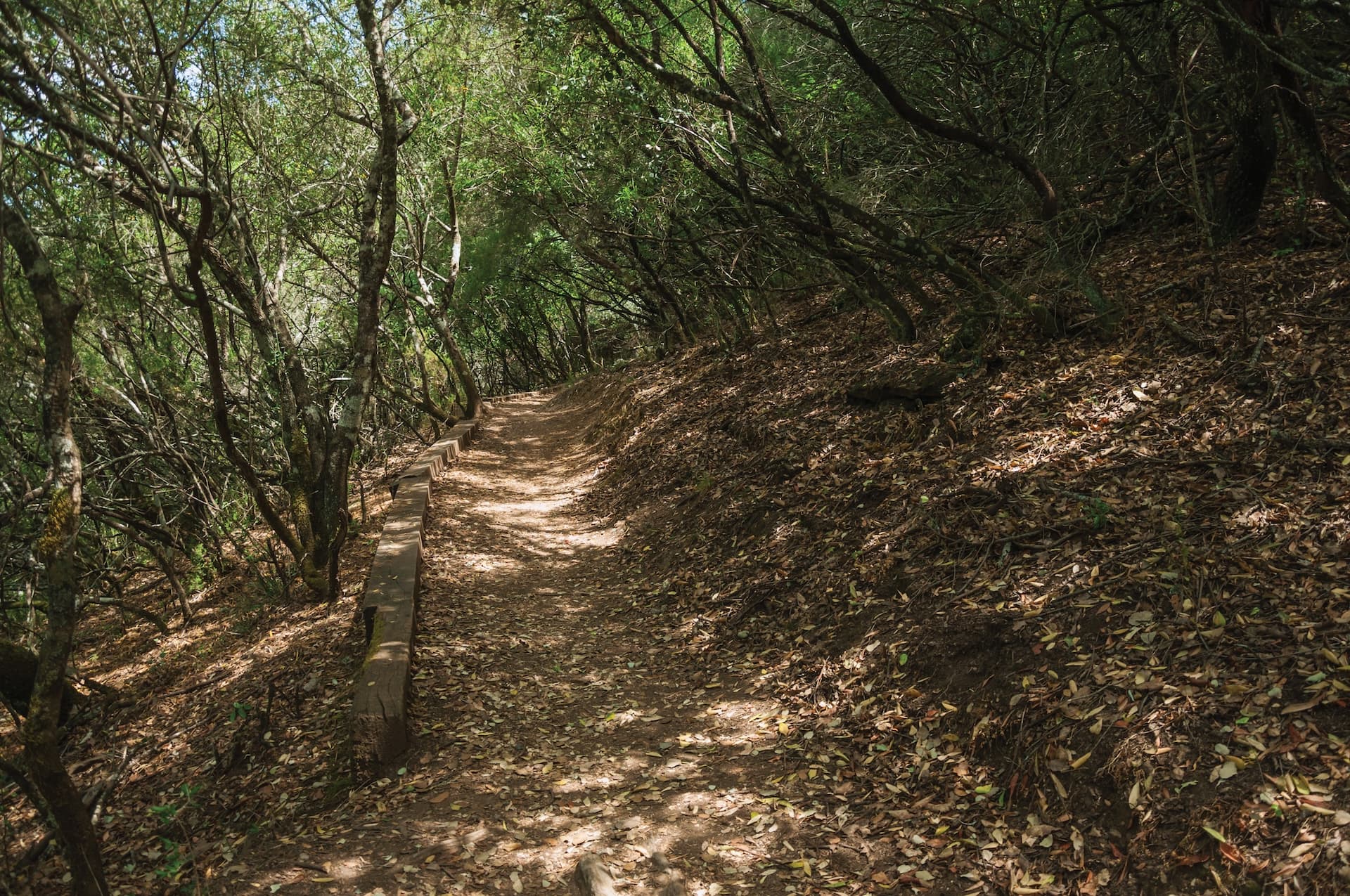 Hiking trail winding through dense forest canopy with dry leaves covering the ground