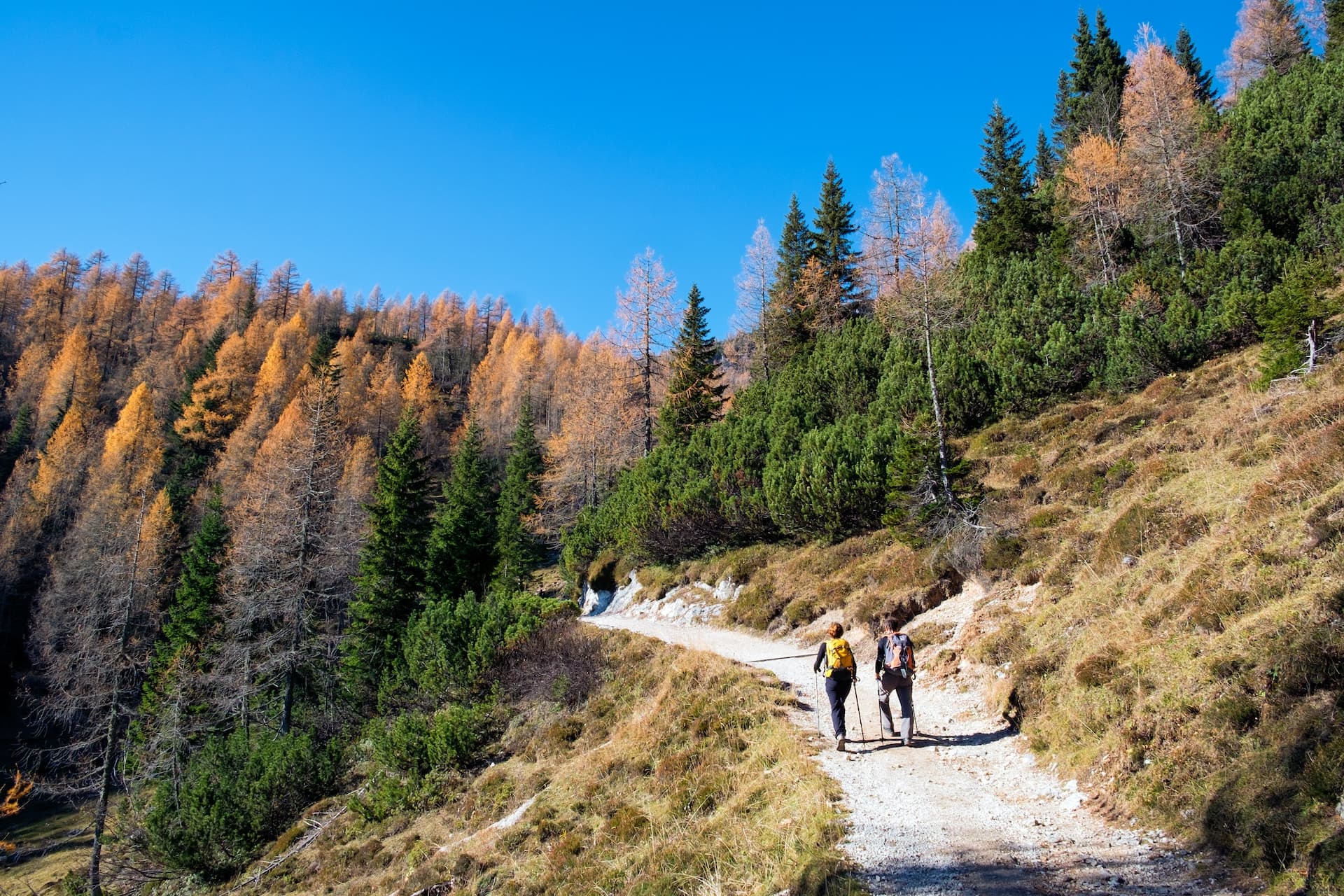 Hikers with poles walking on mountain trail with autumn foliage under clear blue sky