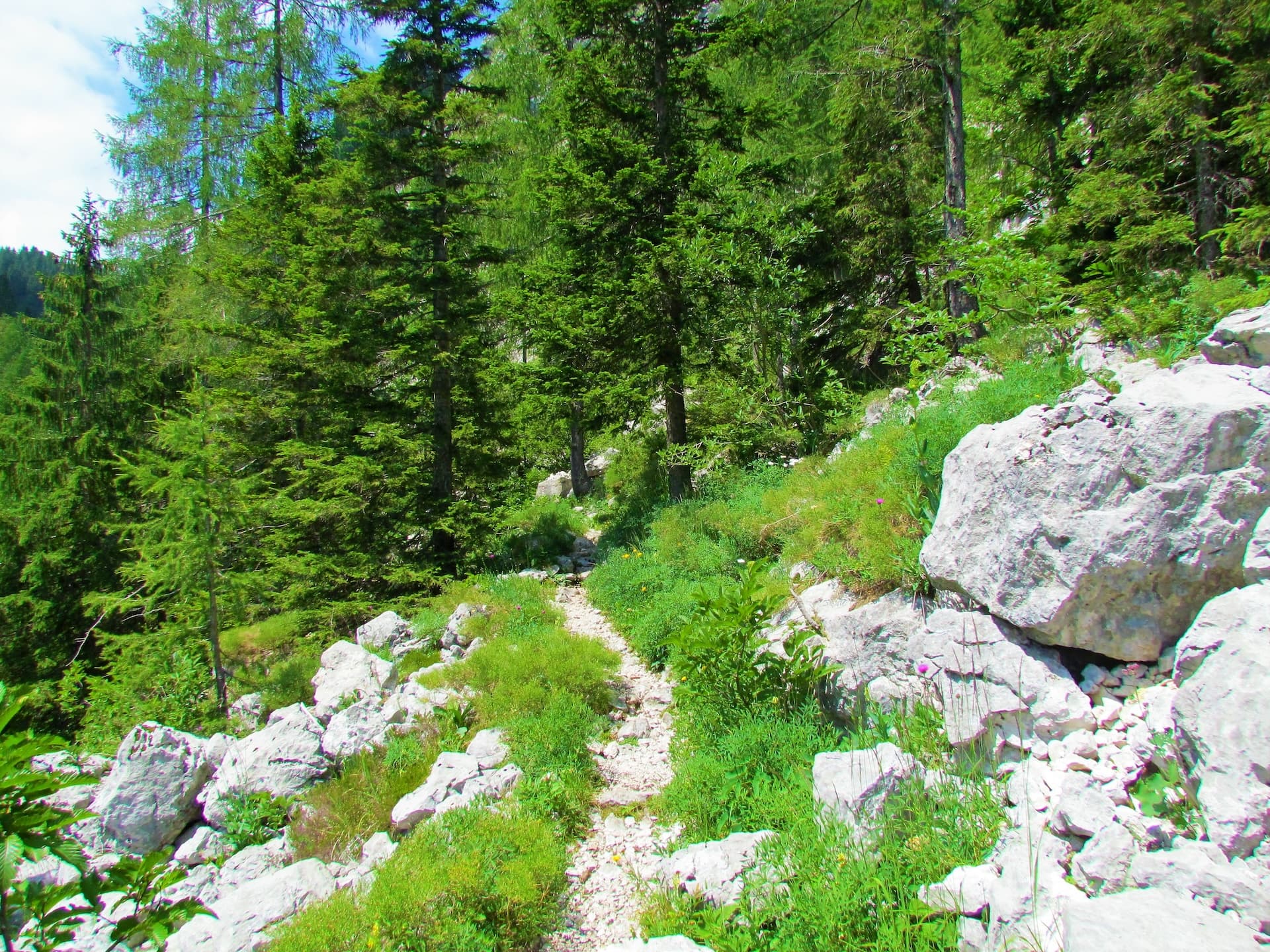 Rocky hiking trail ascending through lush green forest and large white boulders.