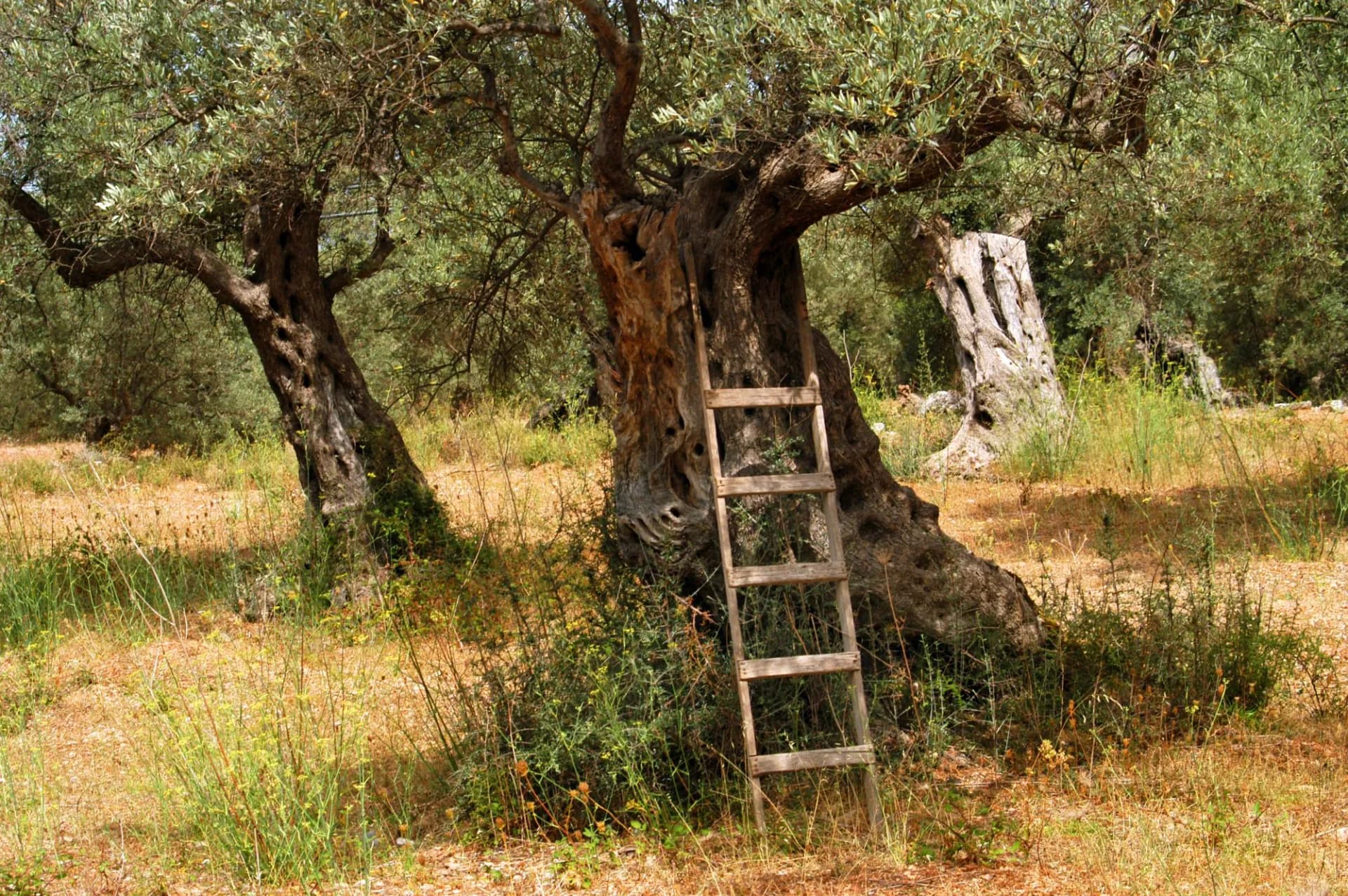Greece, Corfu,  olive grove