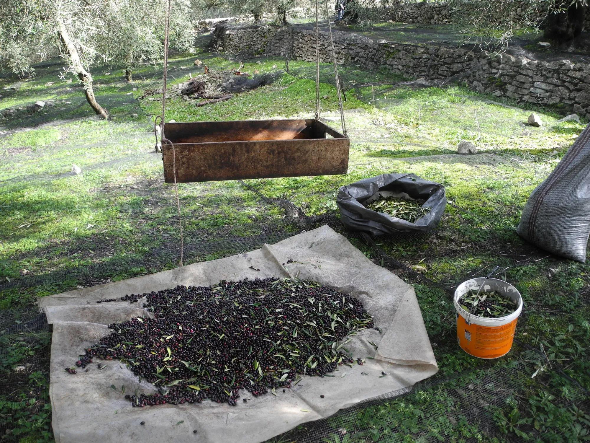 Day 4 image 3