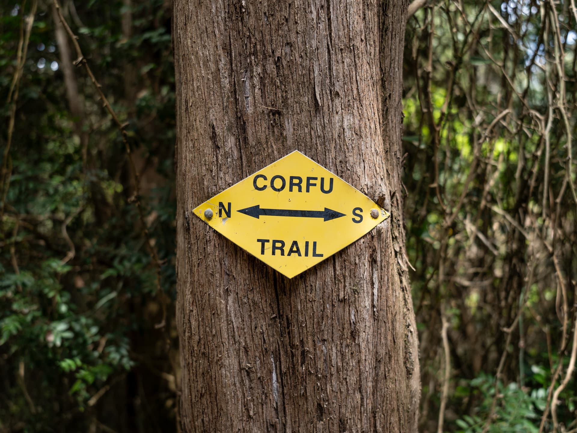 Yellow Corfu Trail marker nailed to a tree trunk in a lush forest setting.