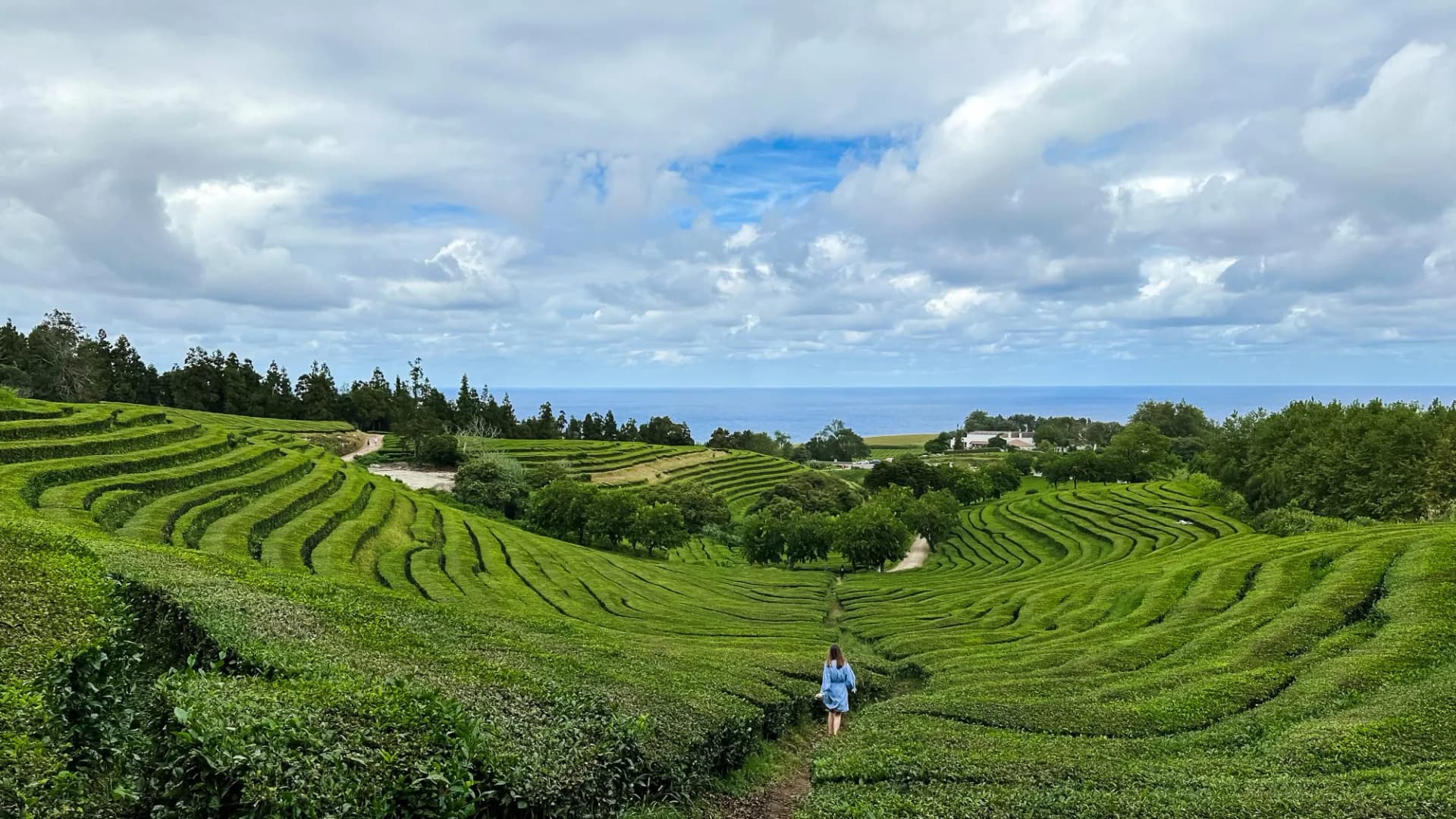 Vibrant tea plantations thriving in volcanic soil
