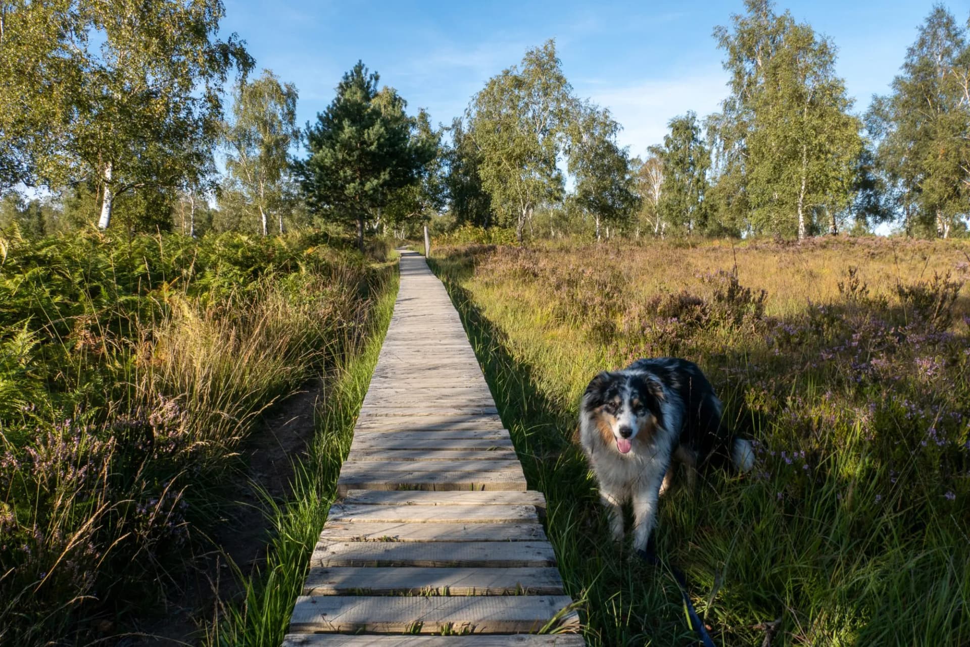 Heidelandschaft NSG Struffelt