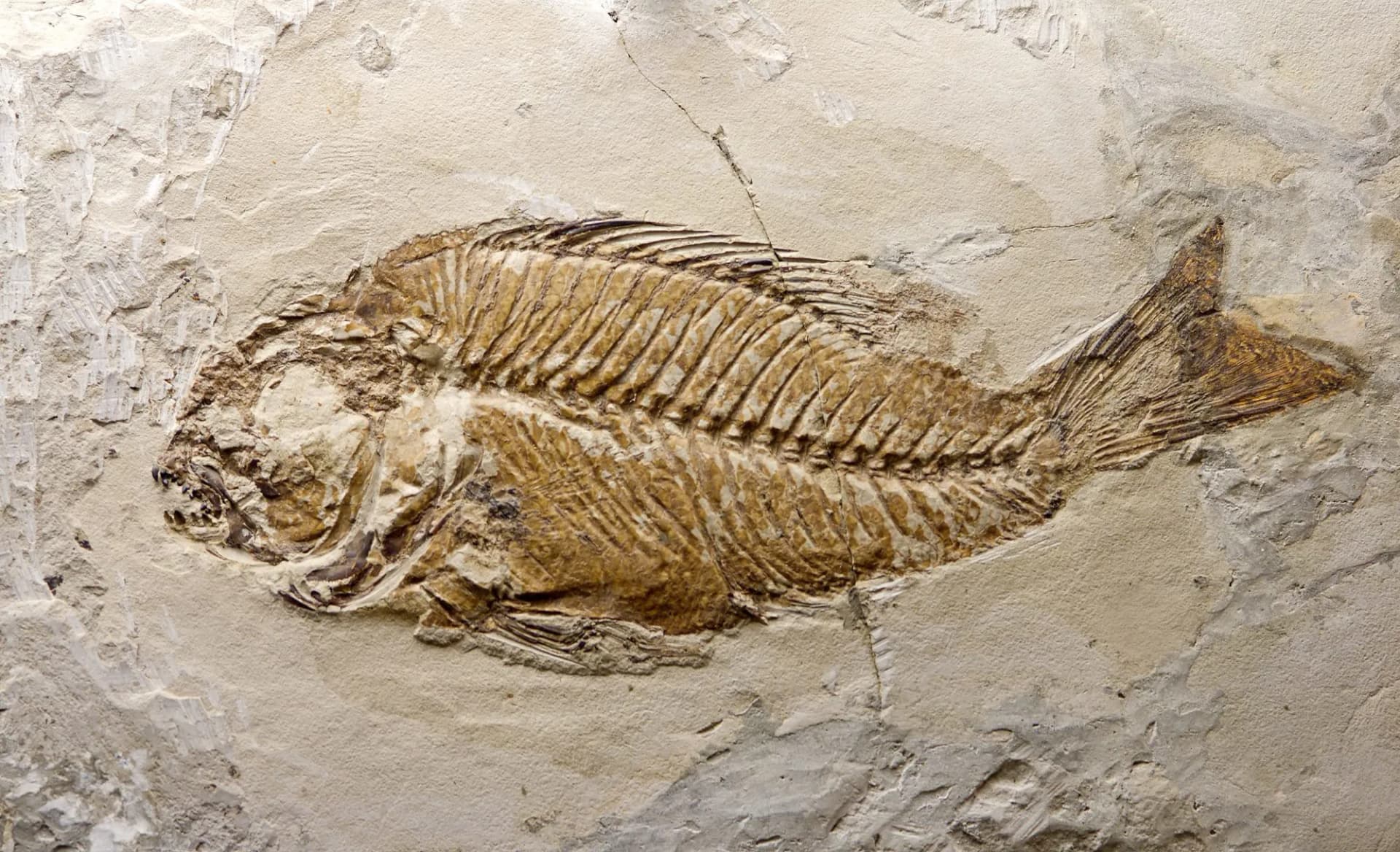 fossil fish
