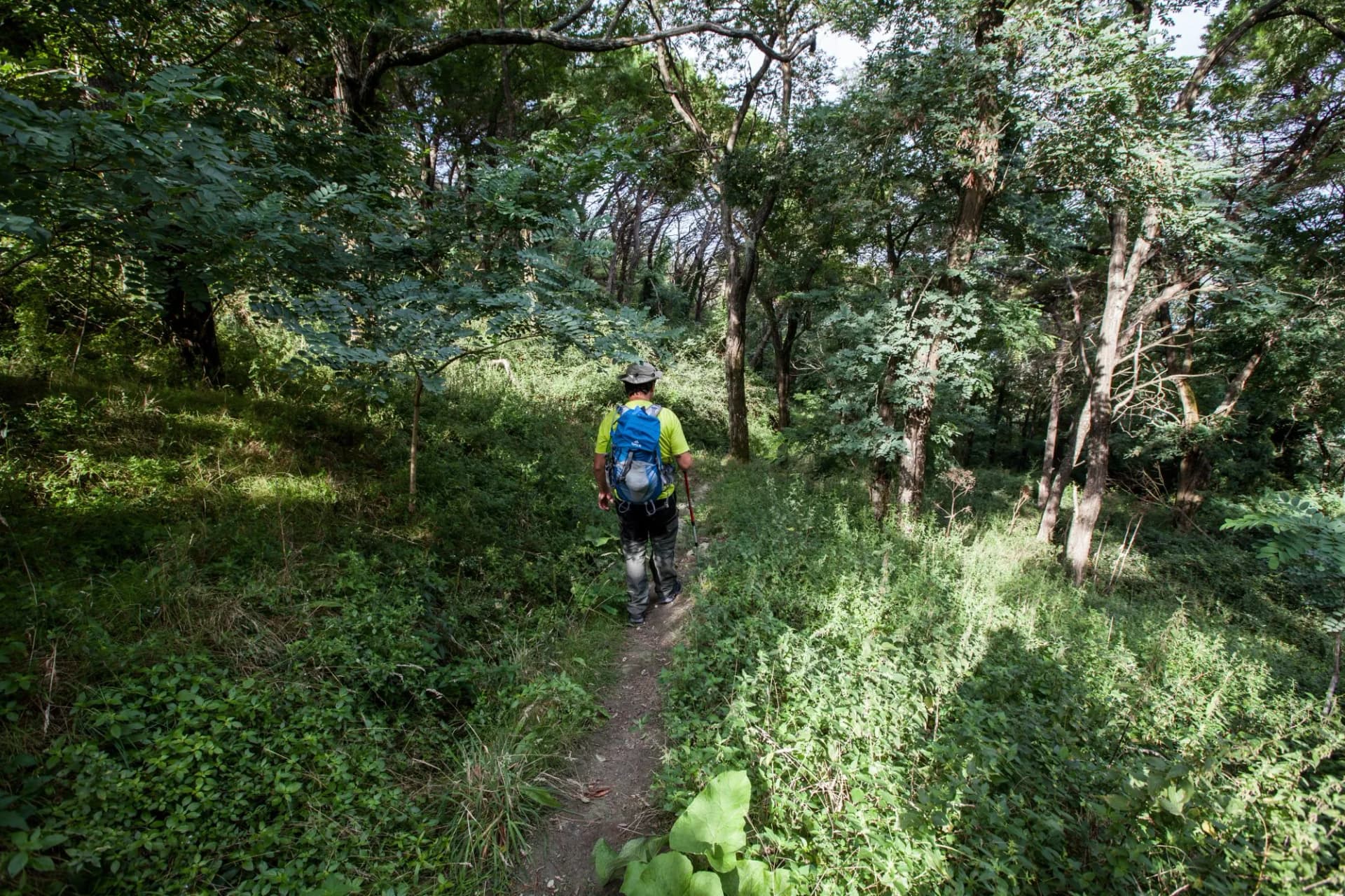 Italy, island of ischia monte epomeo
