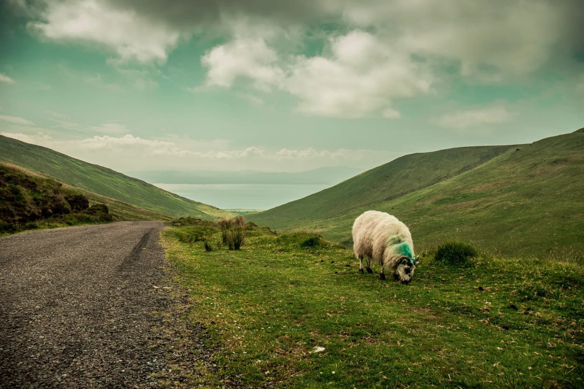 Sheep at the top of Caherconree, a 835 meter high mountain on the Dingle Peninsula in County Kerry, Ireland, the second-highest peak of the Slieve Mish Mountains.