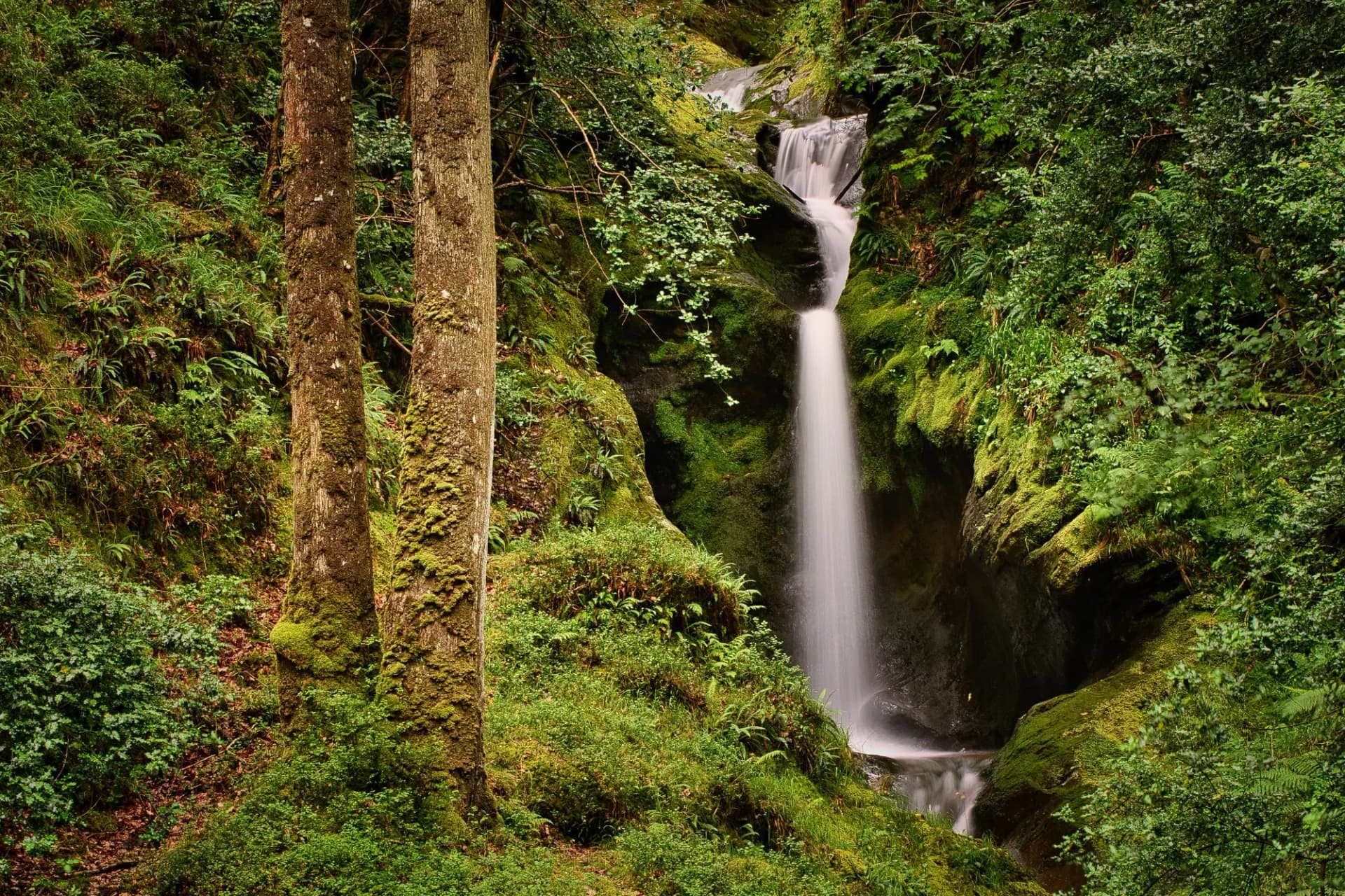Poulass Waterfall cascading through lush green forest with moss-covered tree trunks.