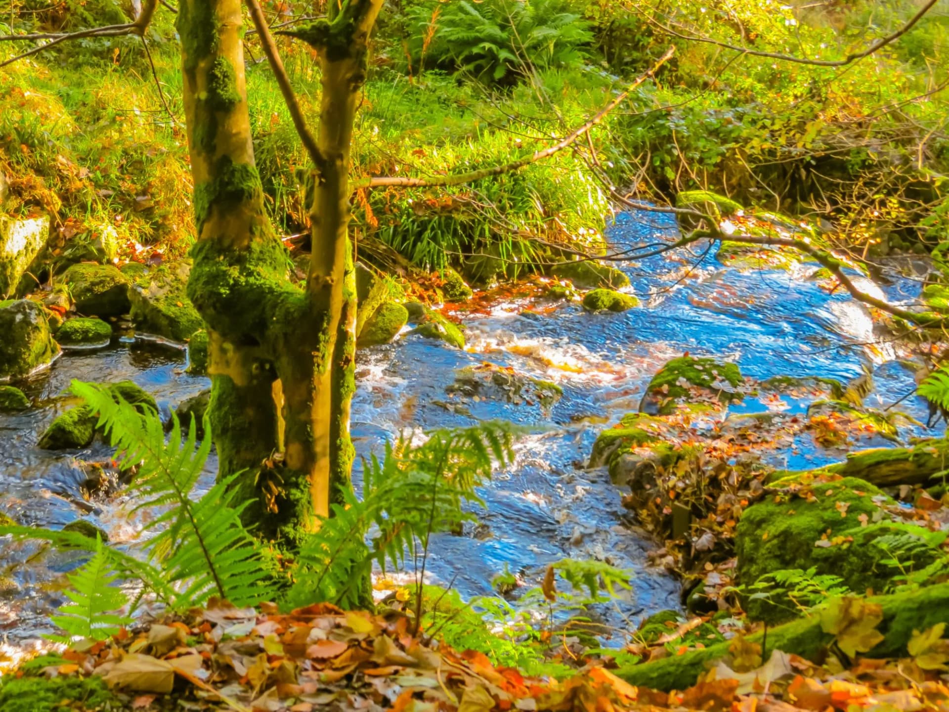 Glencree River, County Wicklow, Wicklow Mountains National Park, Ireland