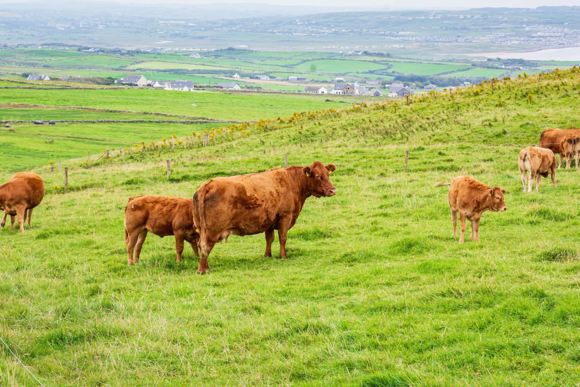 Cows at Liscannor
