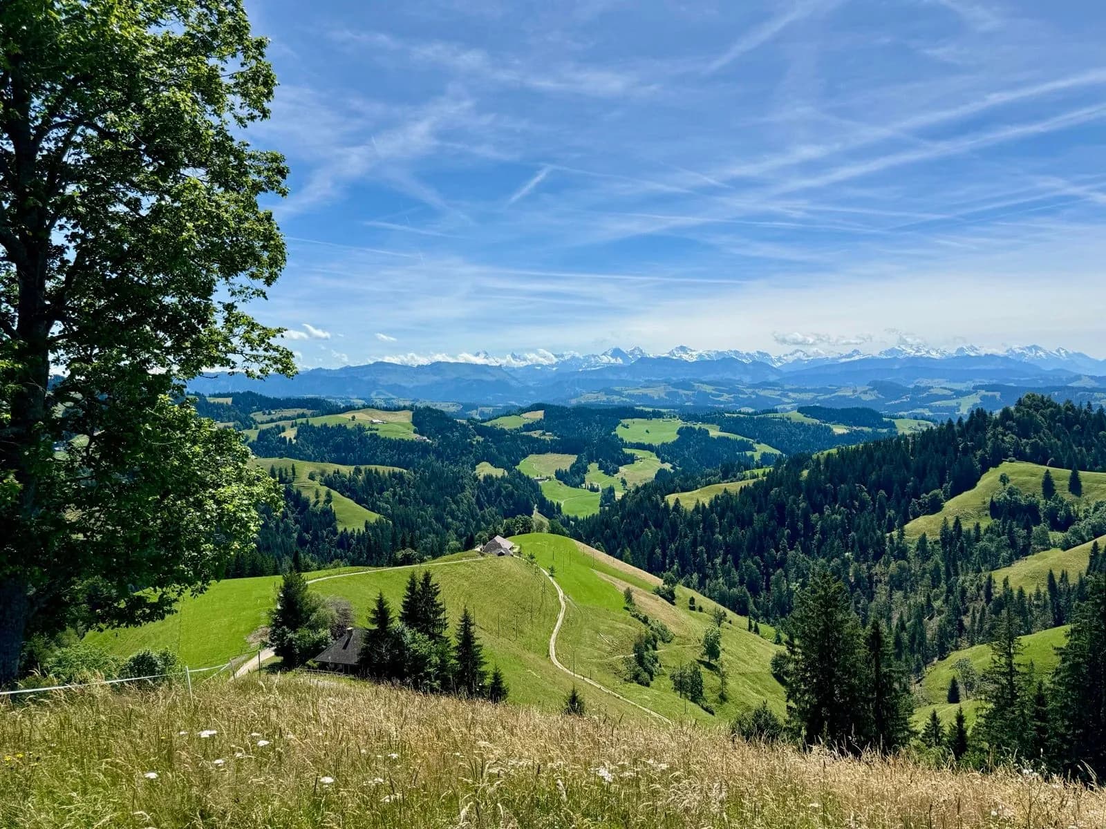 Rolling green hills and forests with distant snow-capped mountains under a blue sky in Emmental Valley.