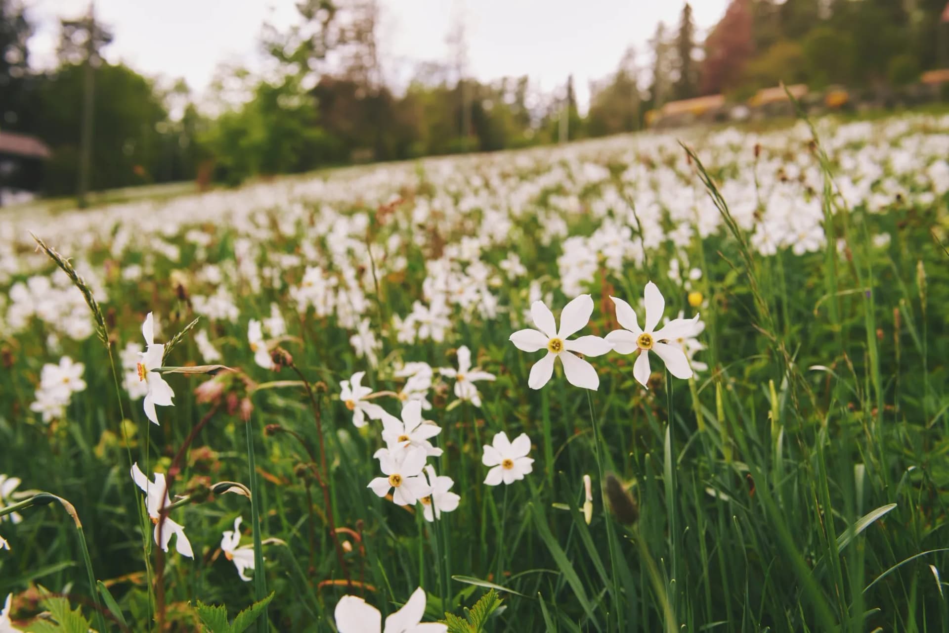 Landscape with blooming wild narcissus flowers field in Les Pleiades, mountain in Swiss Prealps in Canton of Vaud, Switzerland
