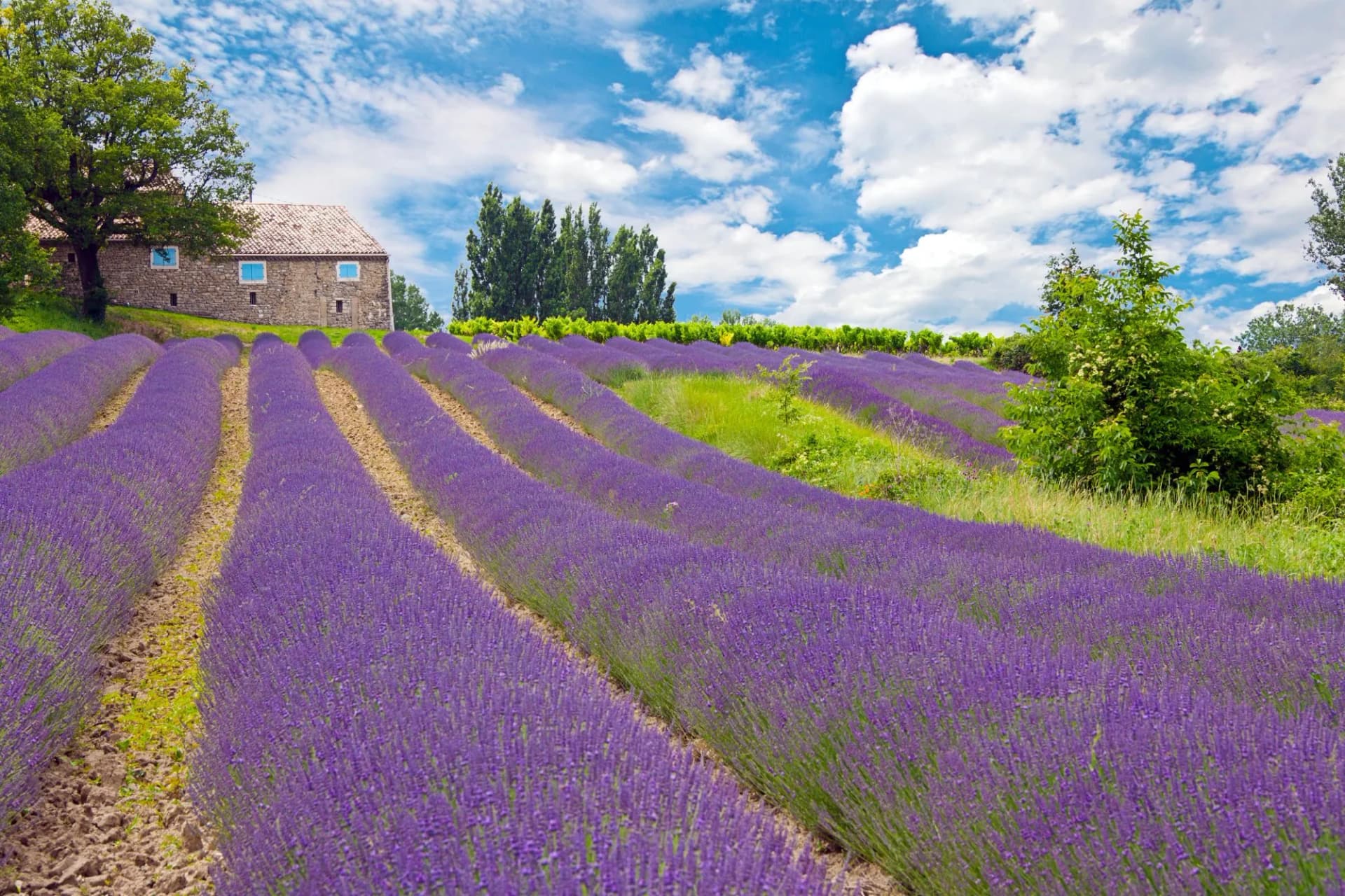 Lavender fields, Provence’s fragrant trademark