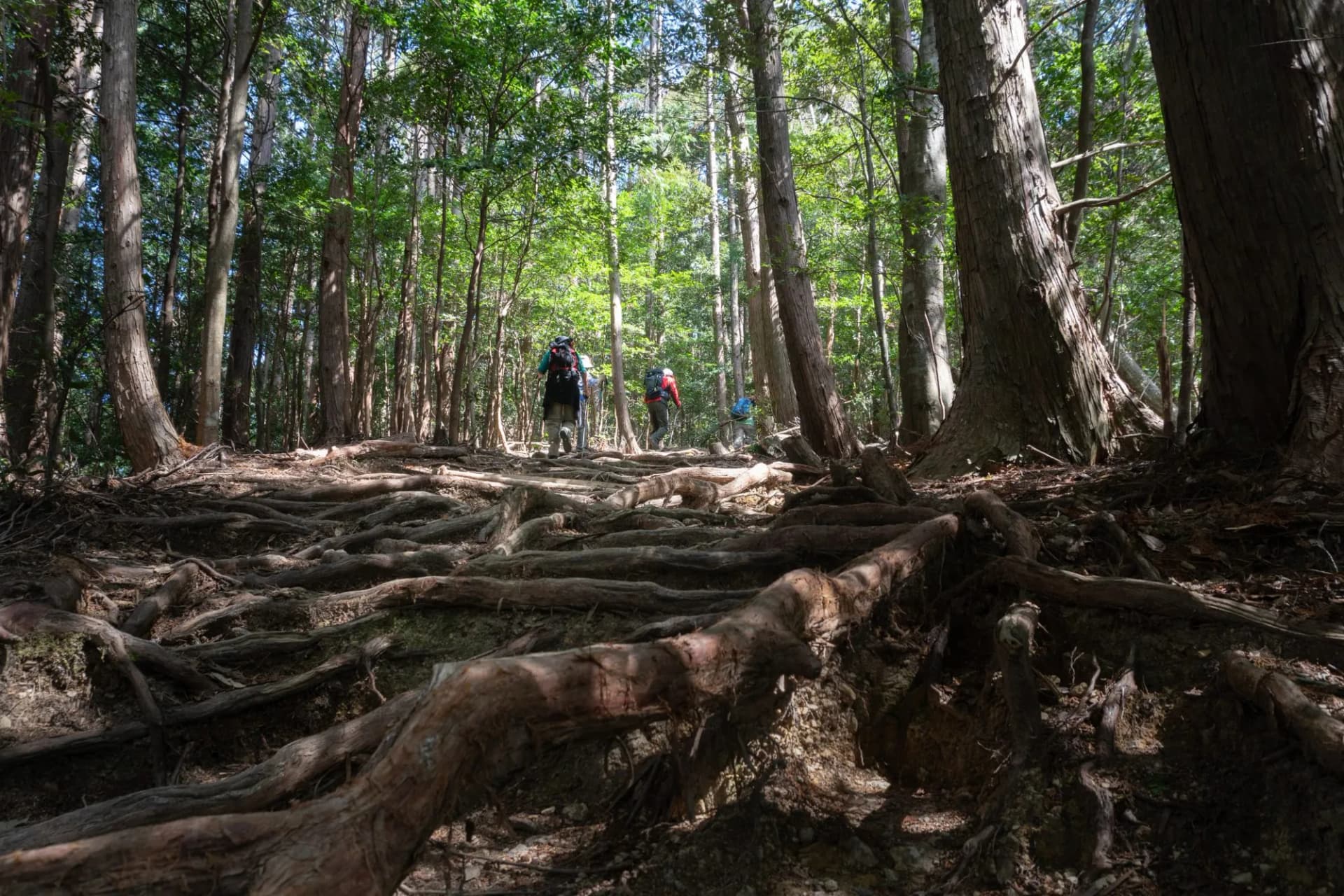 People hiking up to Takahara on Kumano Kodo. Kumano Kodo is a series of ancient pilgrimage routes that crisscross the Kii Hanto, the largest  peninsula of Japan