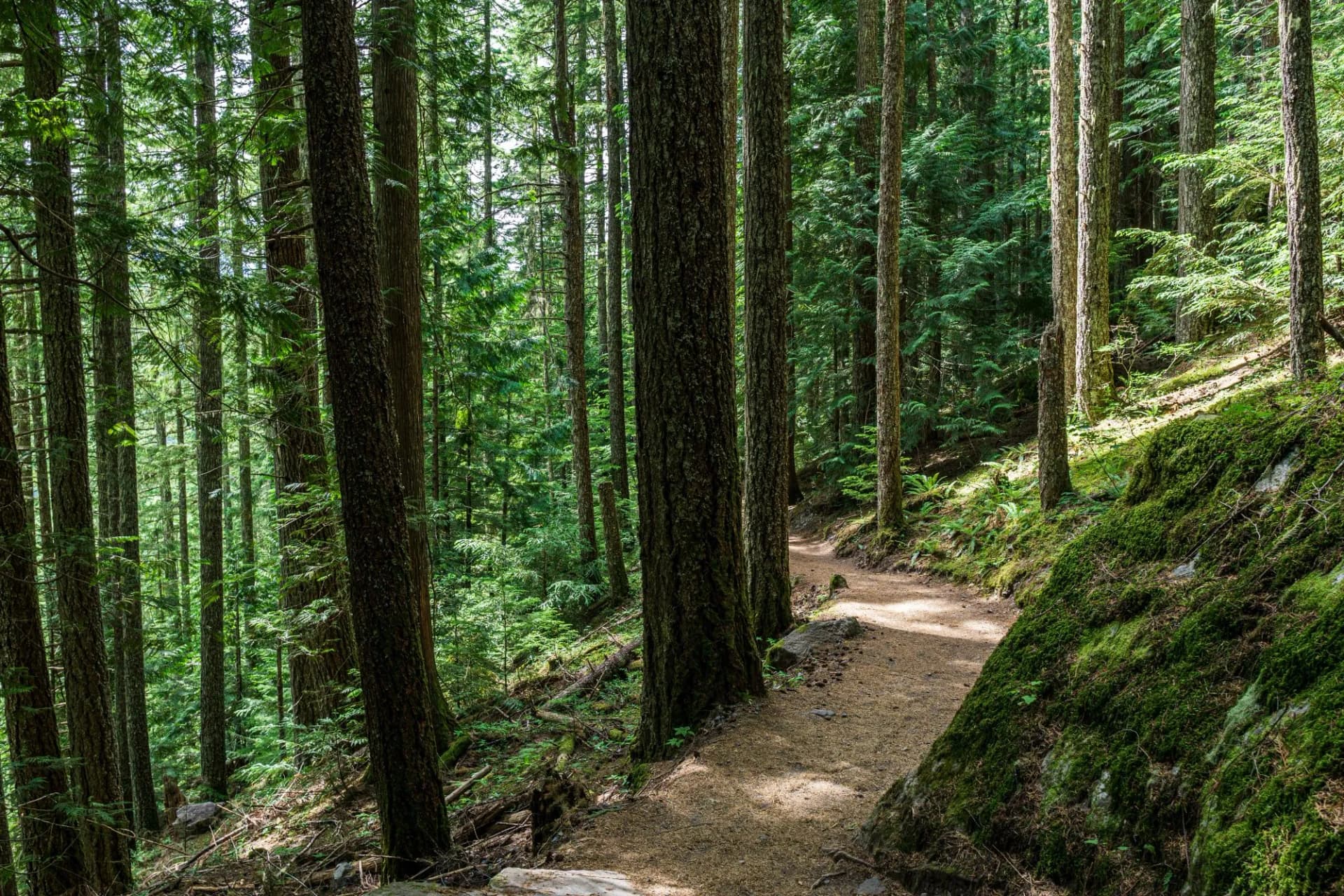 beautiful hiking trail with tall trees in garibaldi provincial park canada.